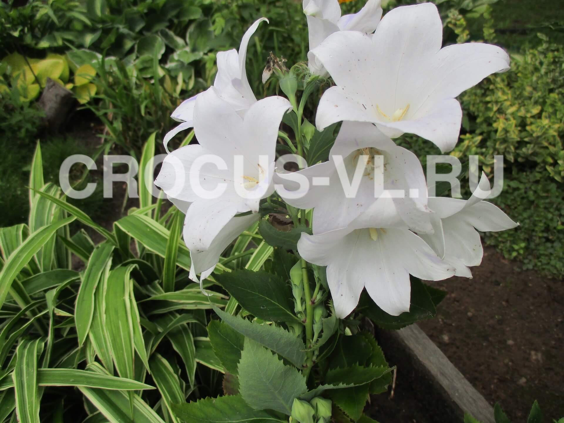 Платикодон крупноцветковый «Astra White»