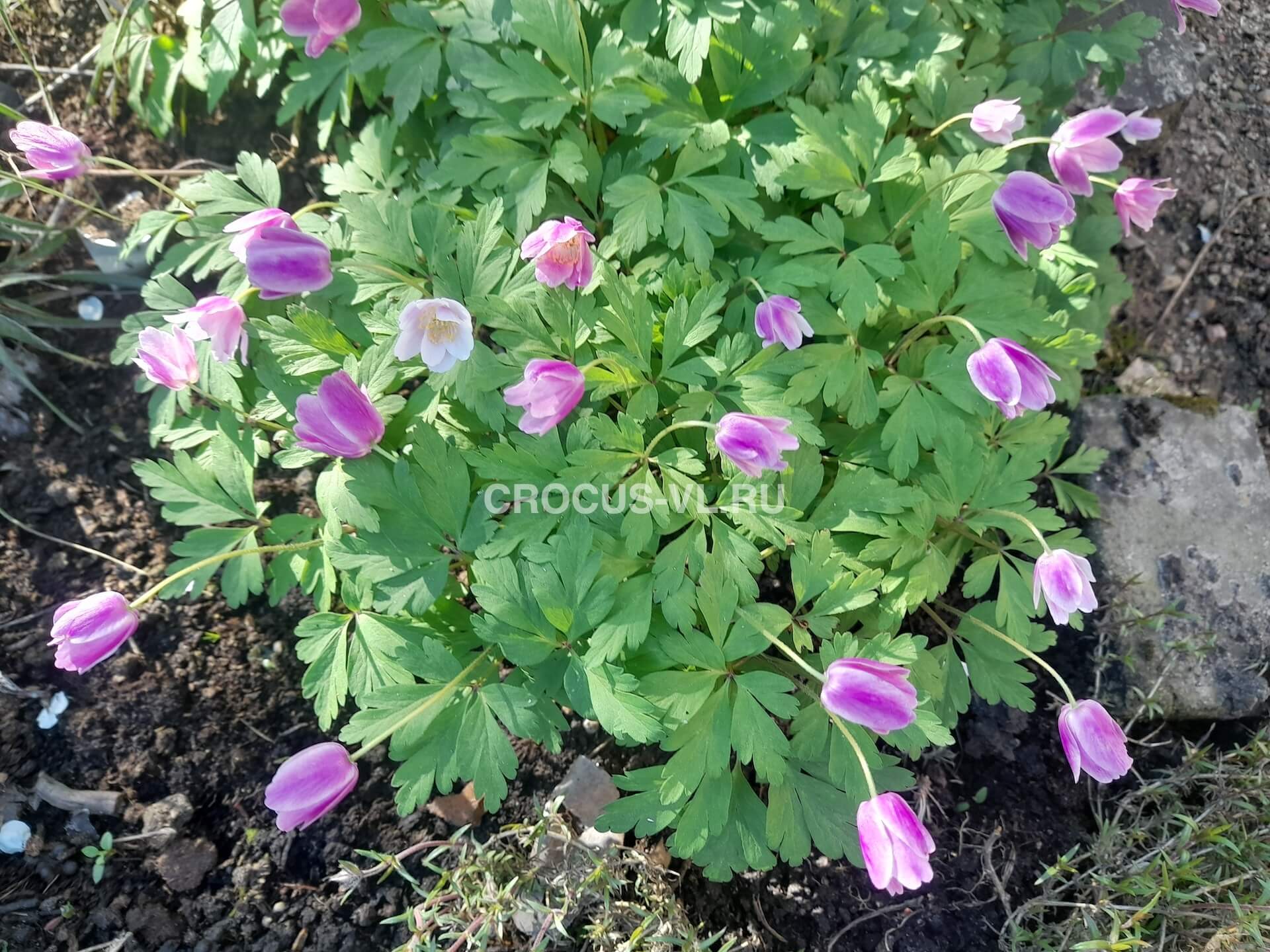 Изображение товара: Анемона дубравная «Kentish Pink»