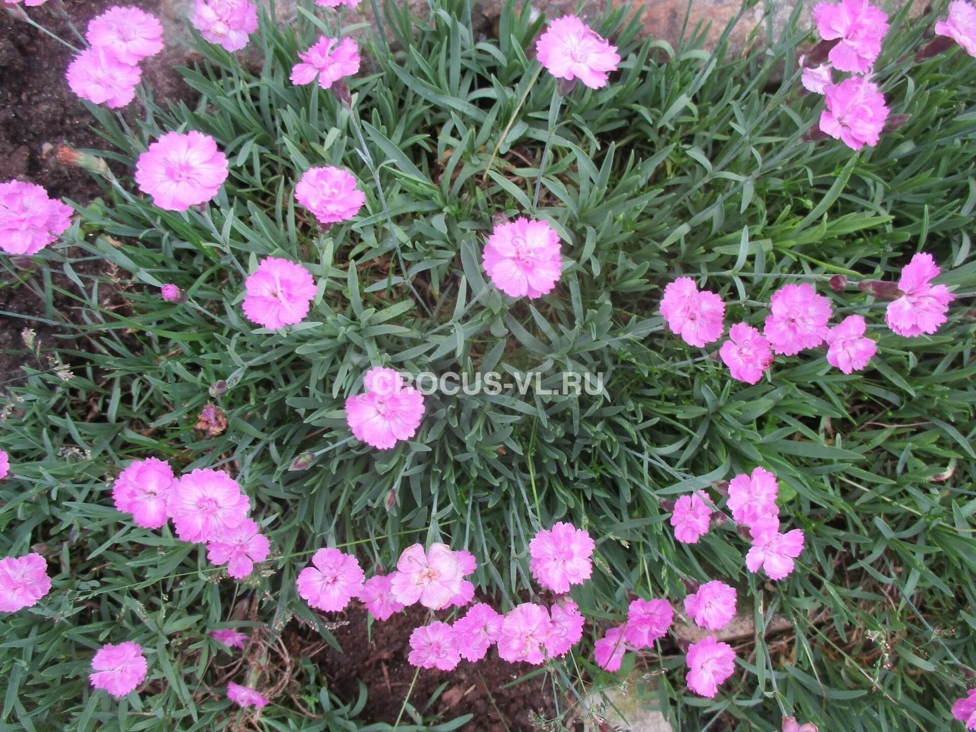 Изображение товара: Гвоздика серовато-голубая «Pink Jewel»