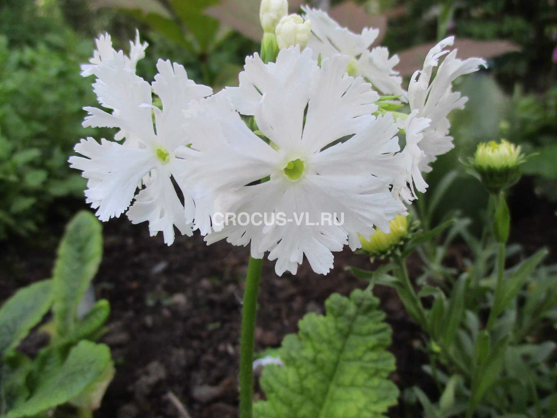 Изображение товара: Примула Зибольда «Queen of White»