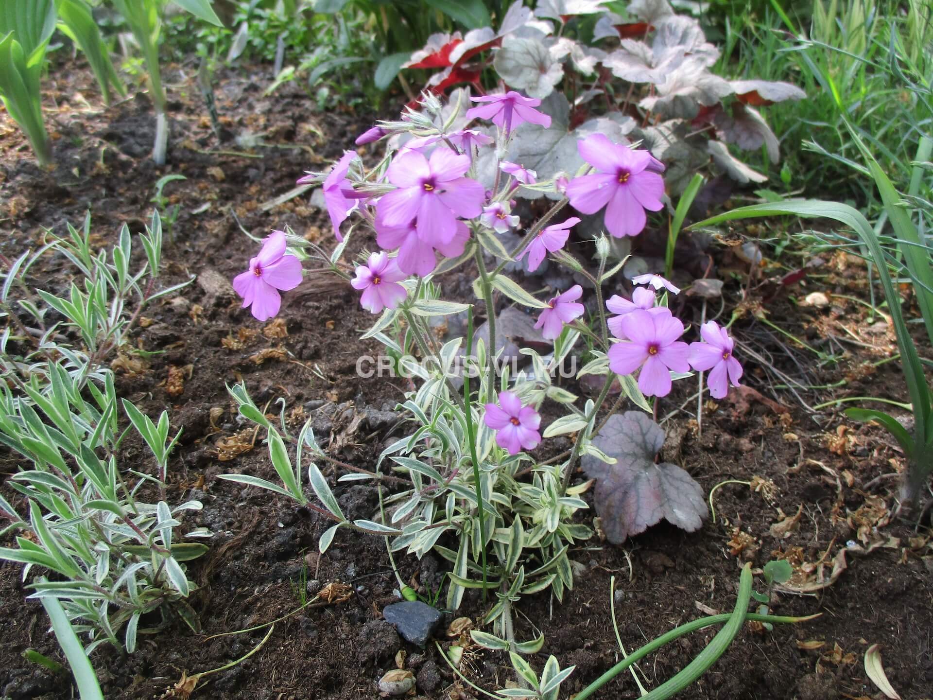 Изображение товара: Флокс прелестный «Variegata»
