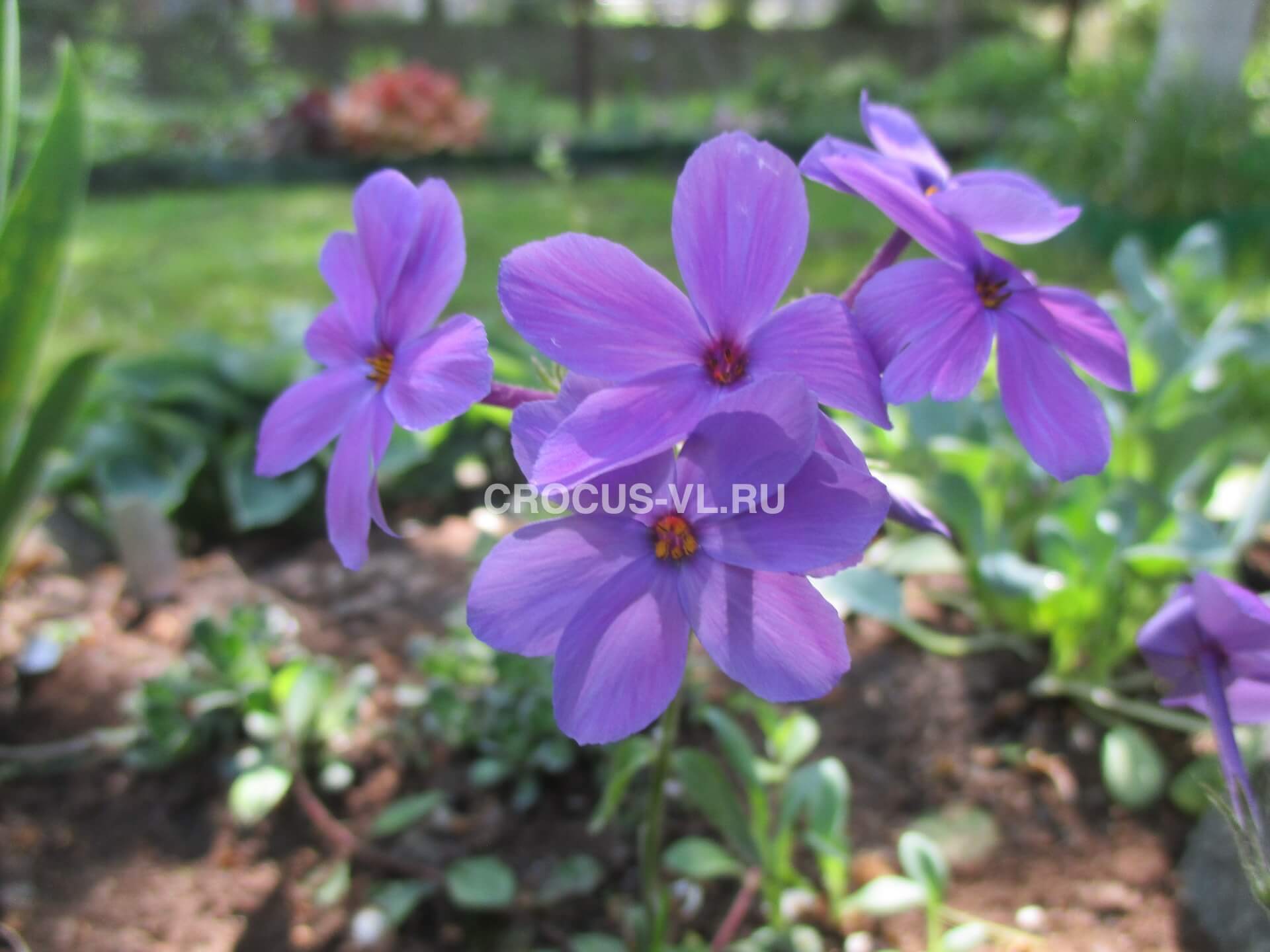 Изображение товара: Флокс столононосный «Blue Ridge»