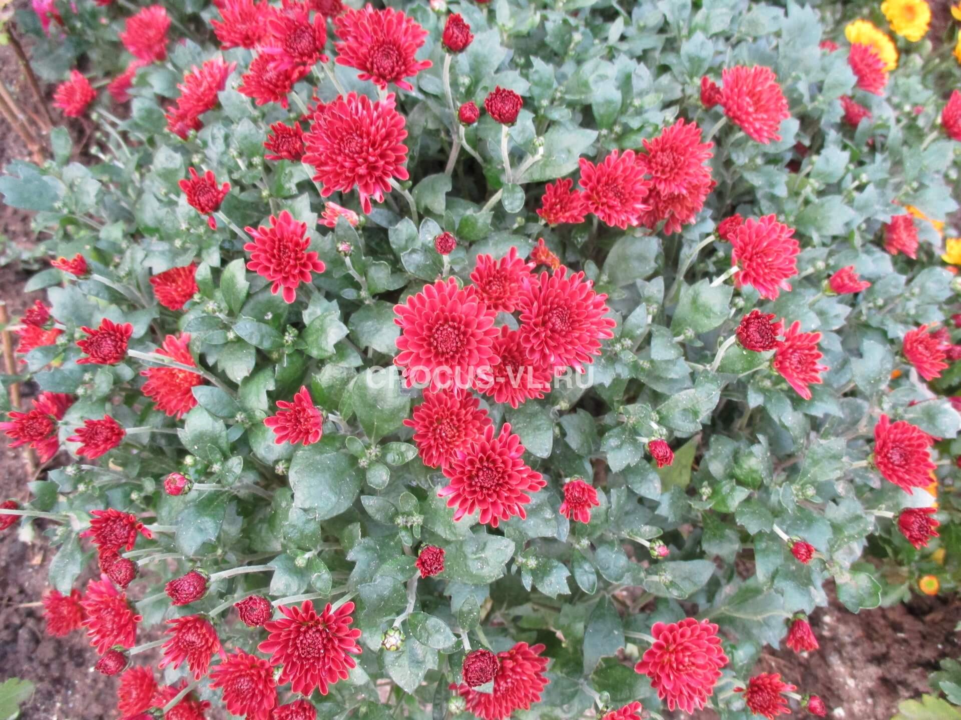 Изображение товара: Хризантема мультифлора «Branhill Red»