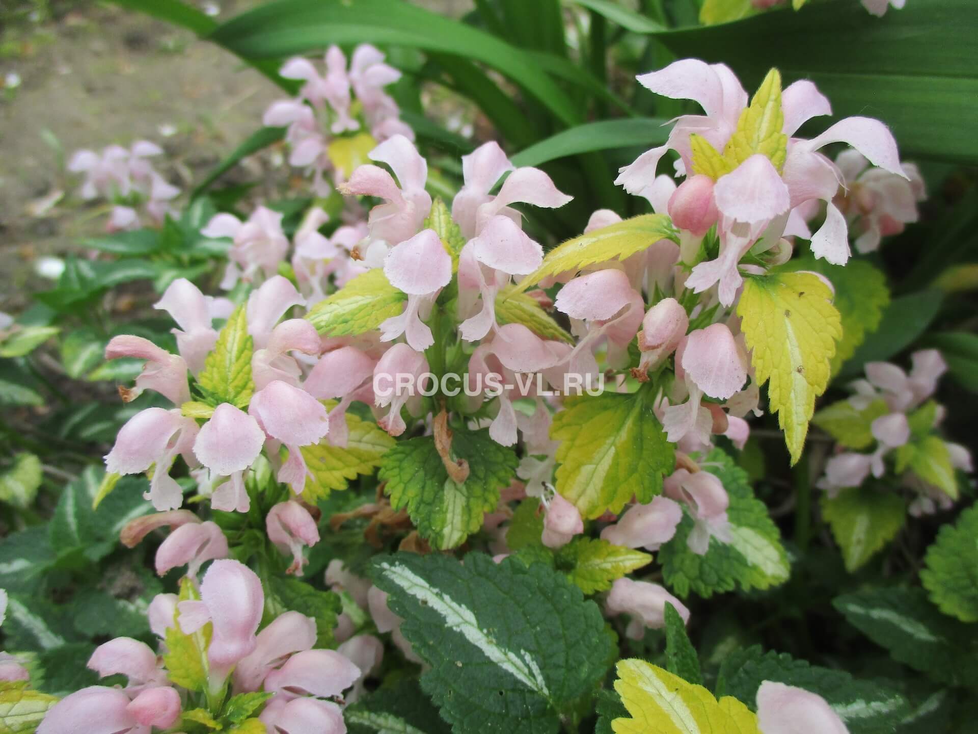 Изображение товара: Яснотка пятнистая «Shell Pink»