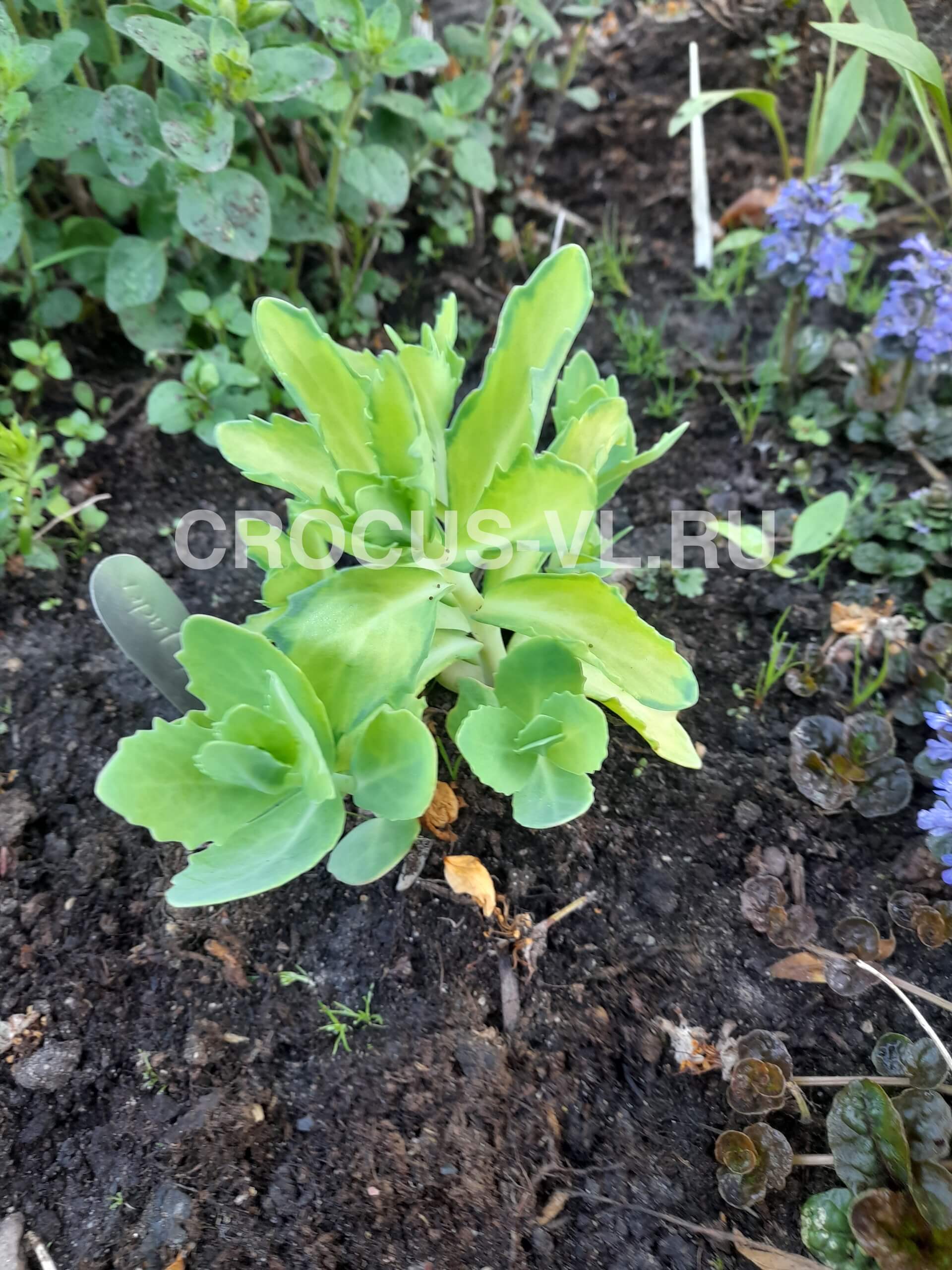 Изображение товара: Седум гибридный «Schades of Jader»