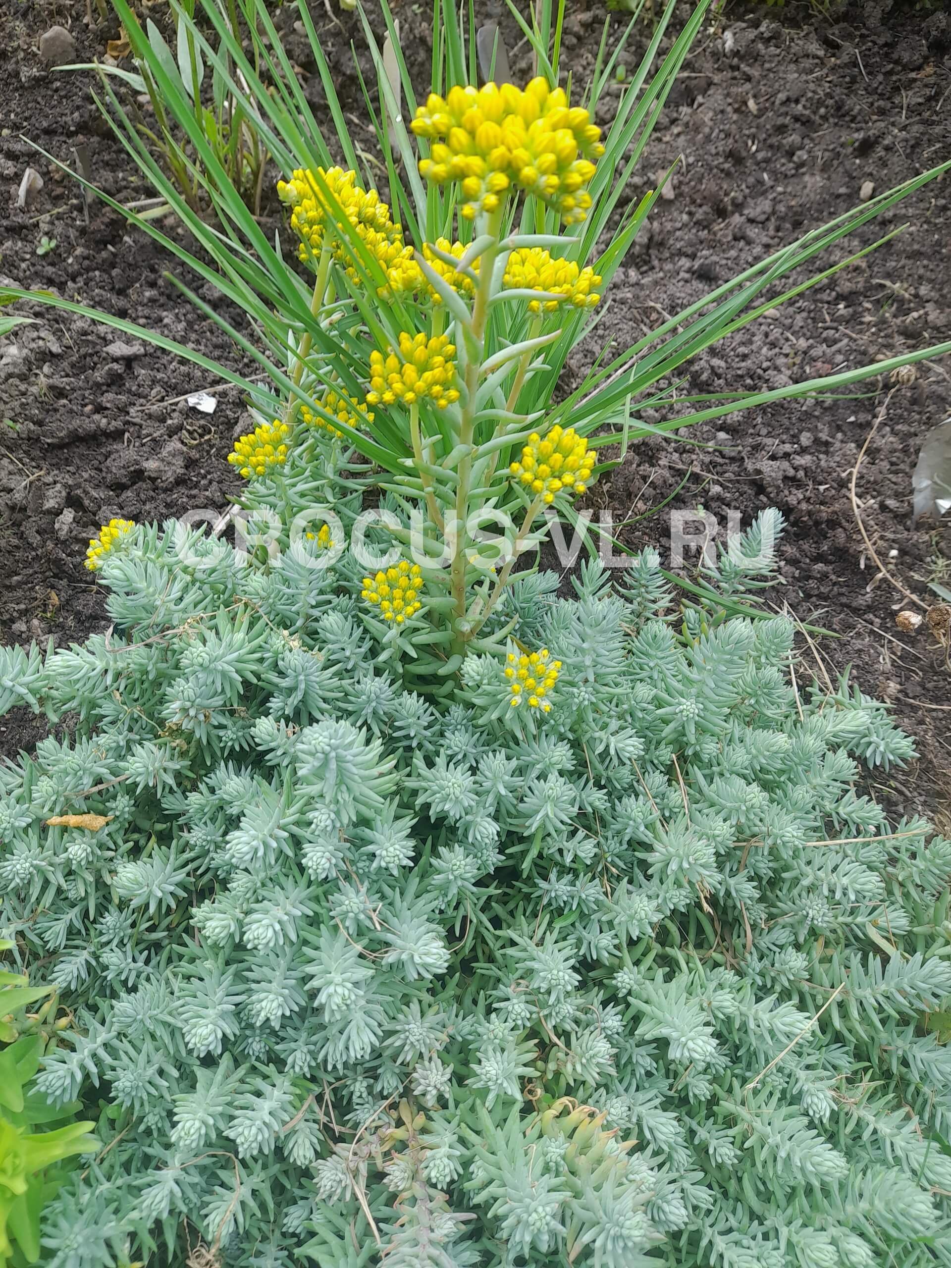 Изображение товара: Седум отогнутый видовой