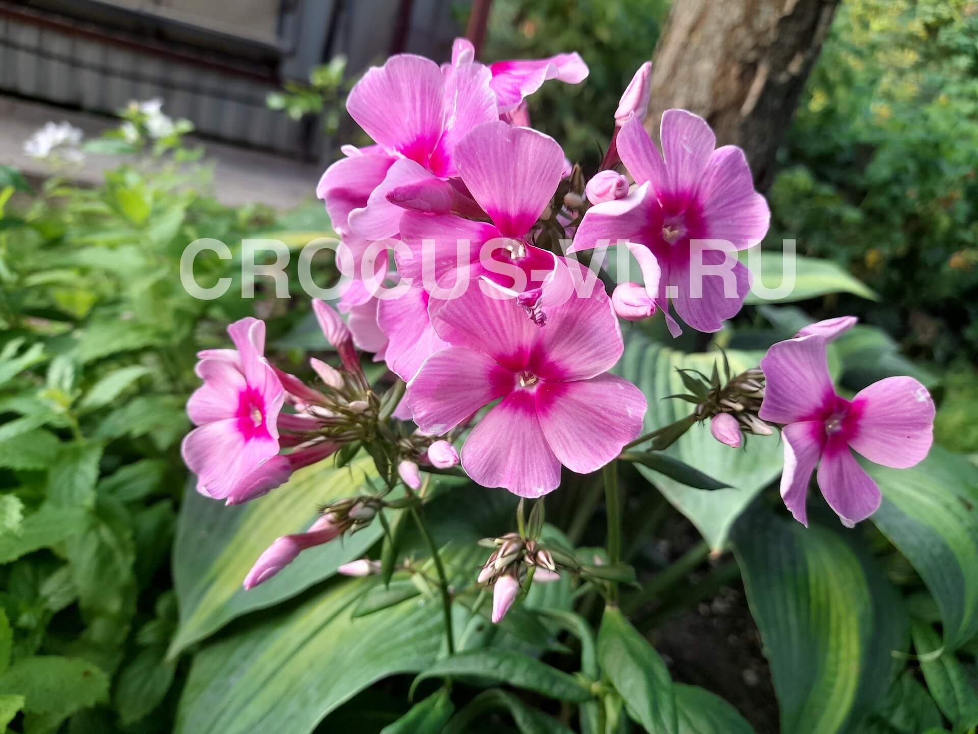 Изображение товара: Флокс метельчатый «Анна-Мария»