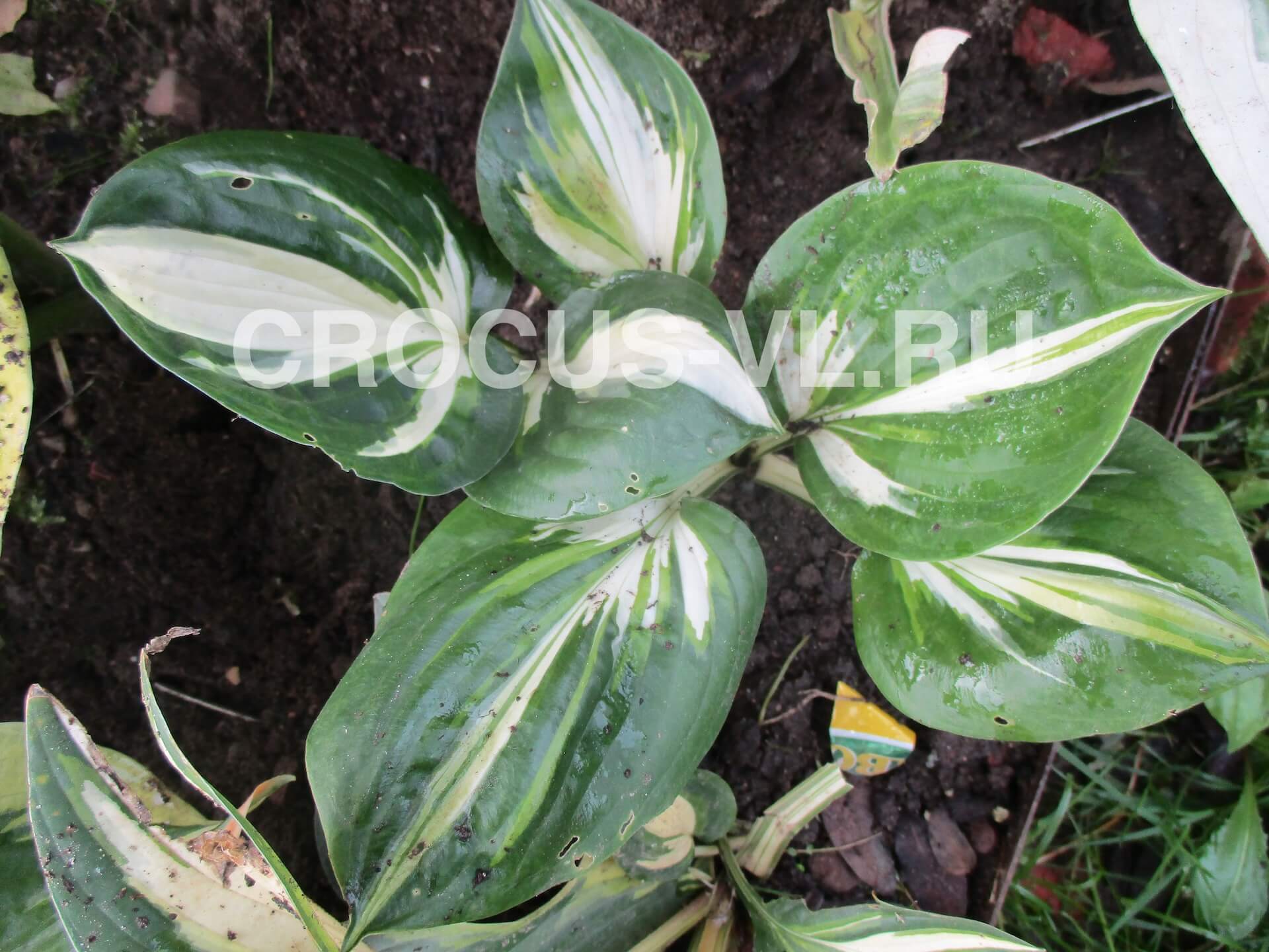 Изображение товара: Хоста гибридная «Americana»