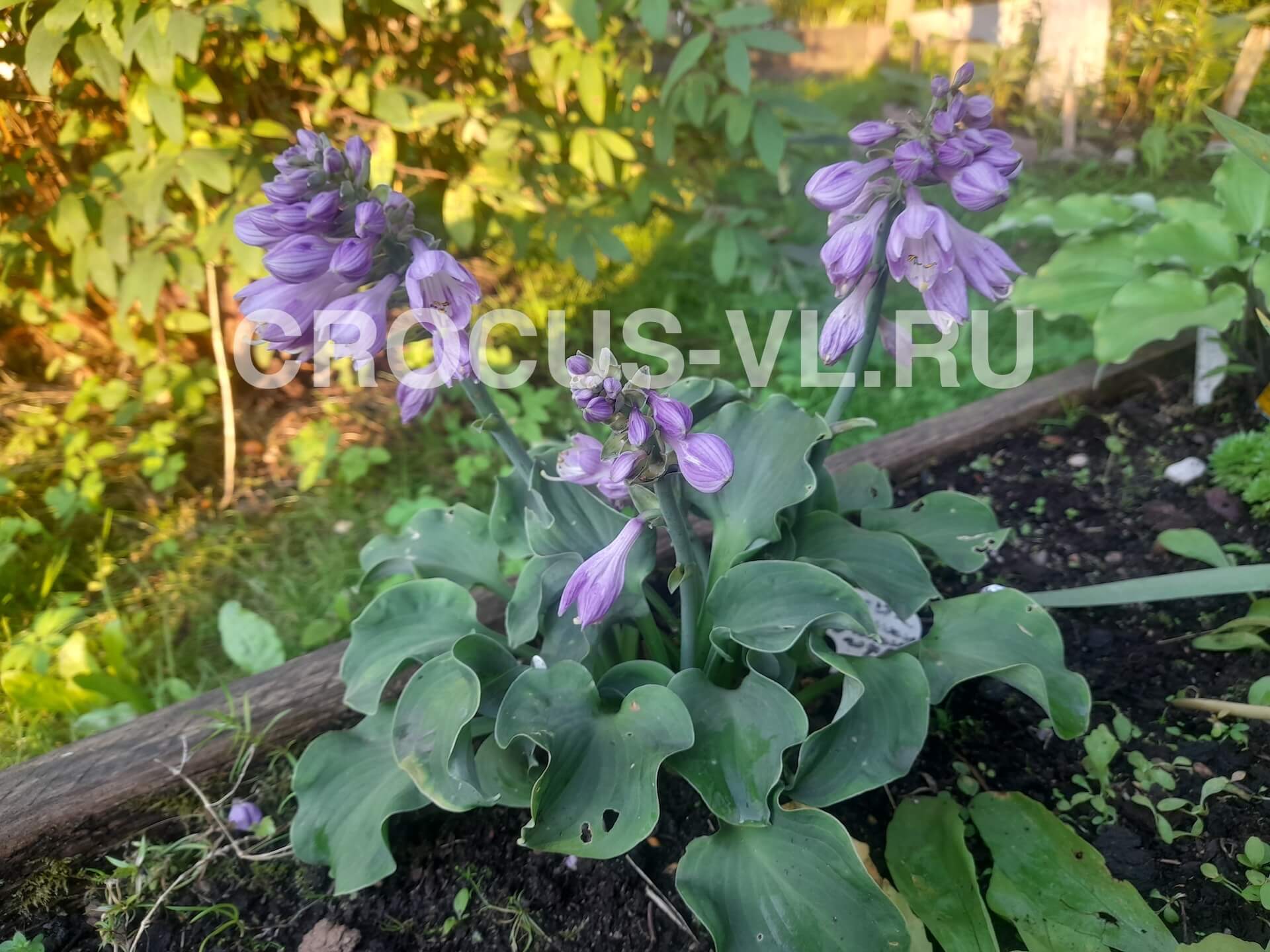 Изображение товара: Хоста гибридная «Dancing Mouse»