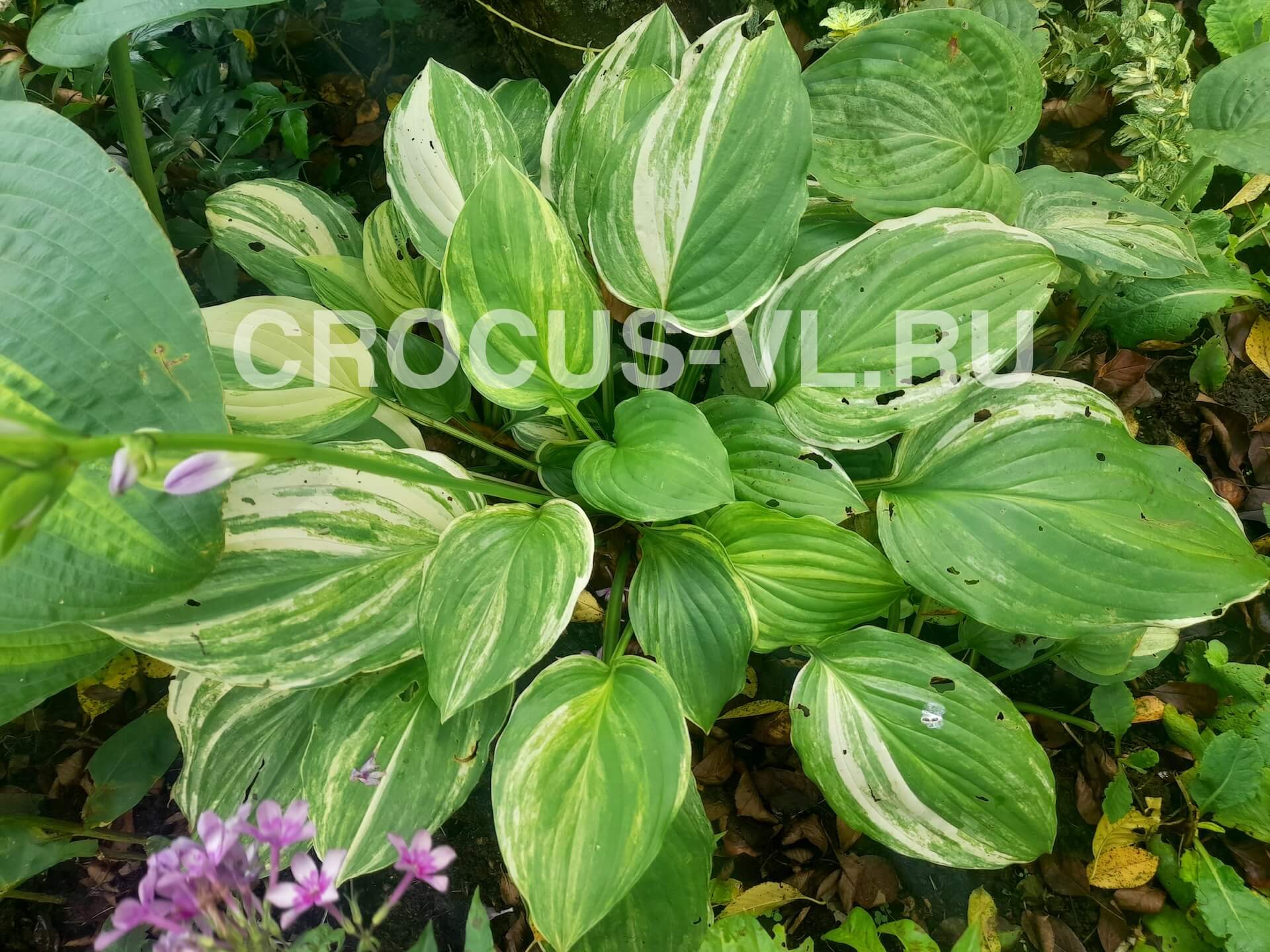 Изображение товара: Хоста гибридная «Iron Gate Supreme»