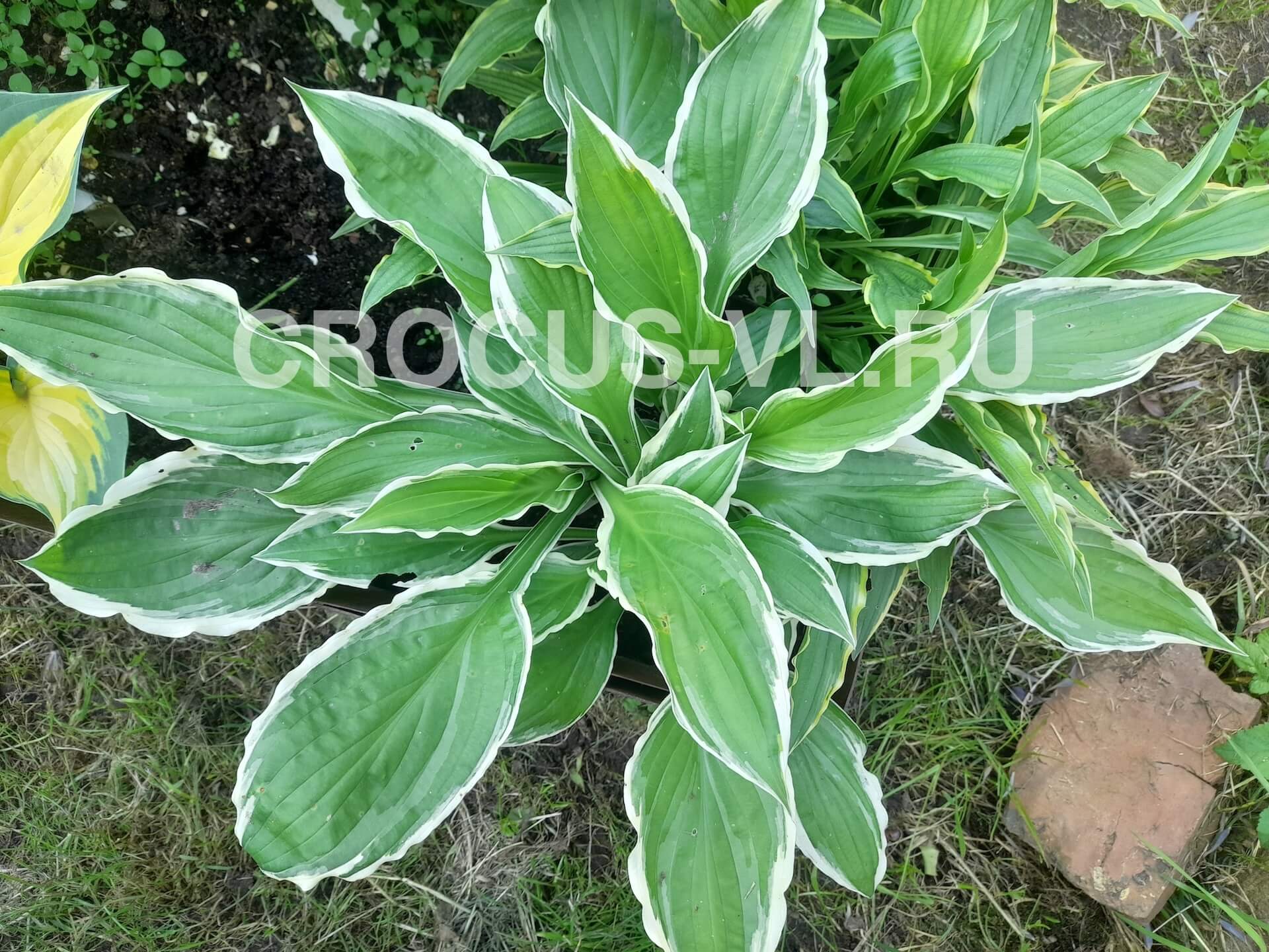 Изображение товара: Хоста гибридная «Royal Charmer»