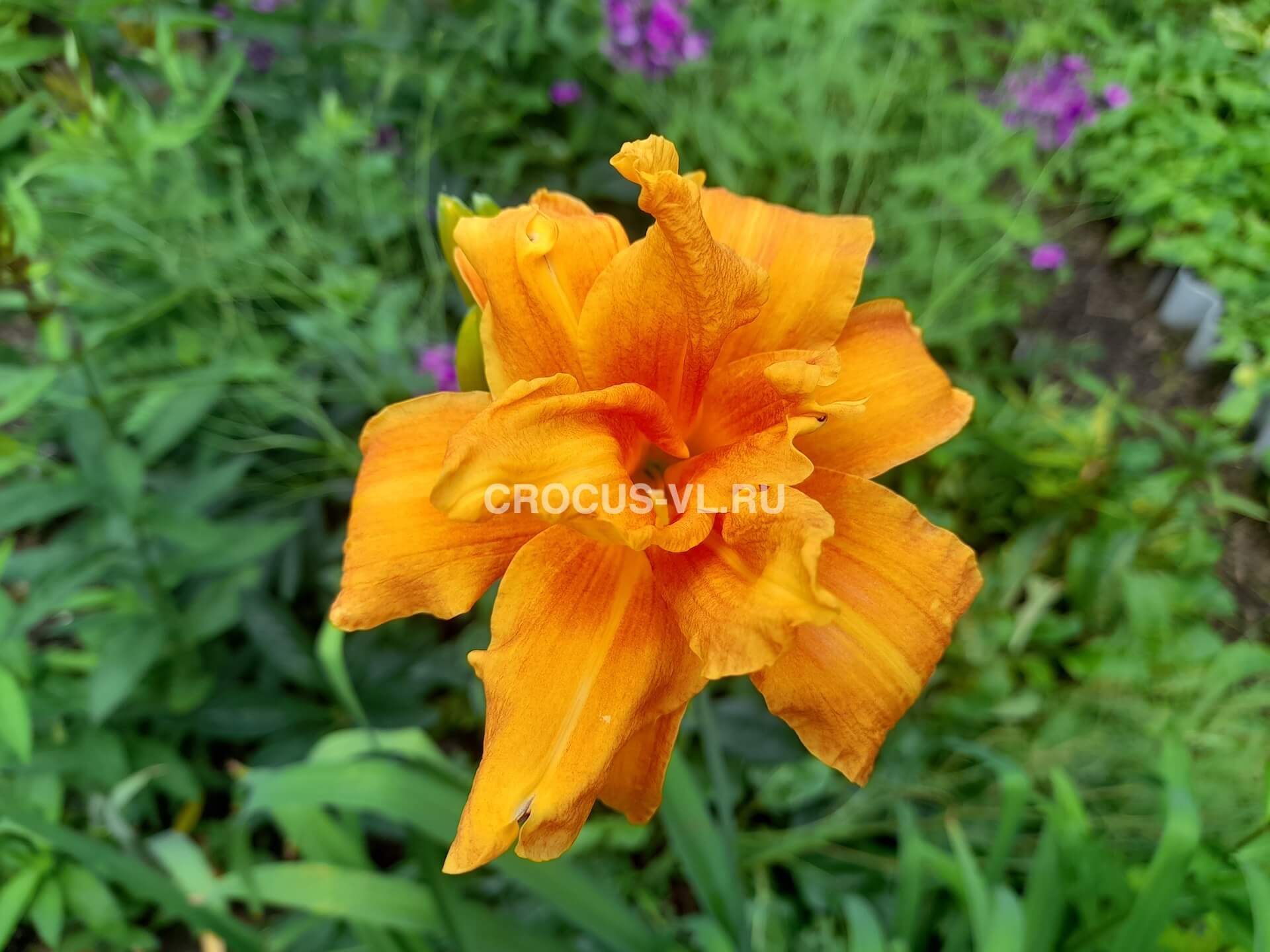 Изображение товара: Лилейник «Apricot Beauty»