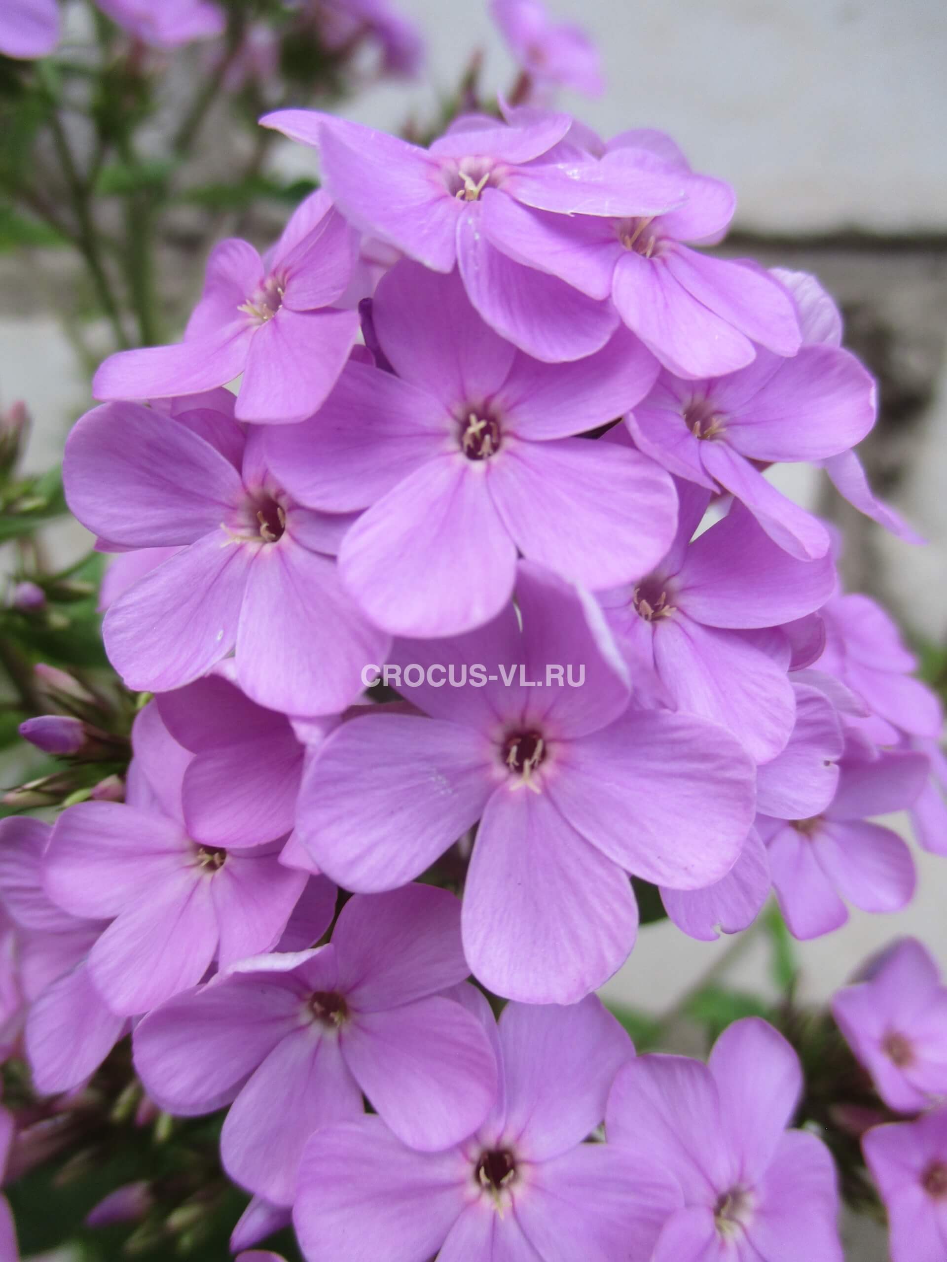 Изображение товара: Флокс метельчатый «Hesperis»