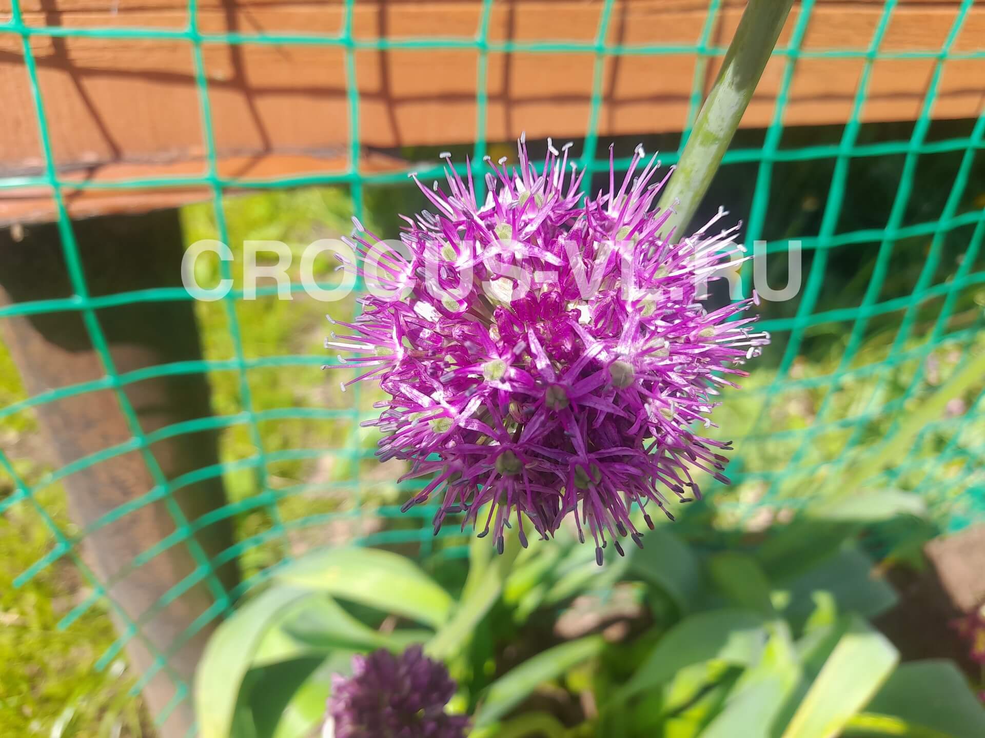 Изображение товара: Аллиум Суворова