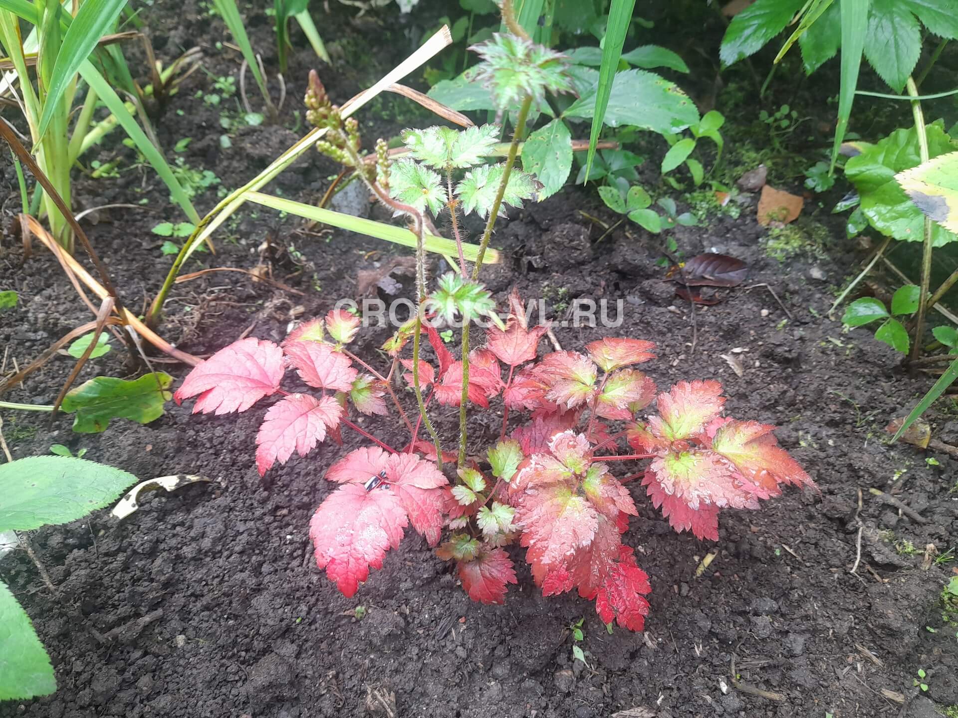 Изображение товара: Астильба Арендса «Color Flash»