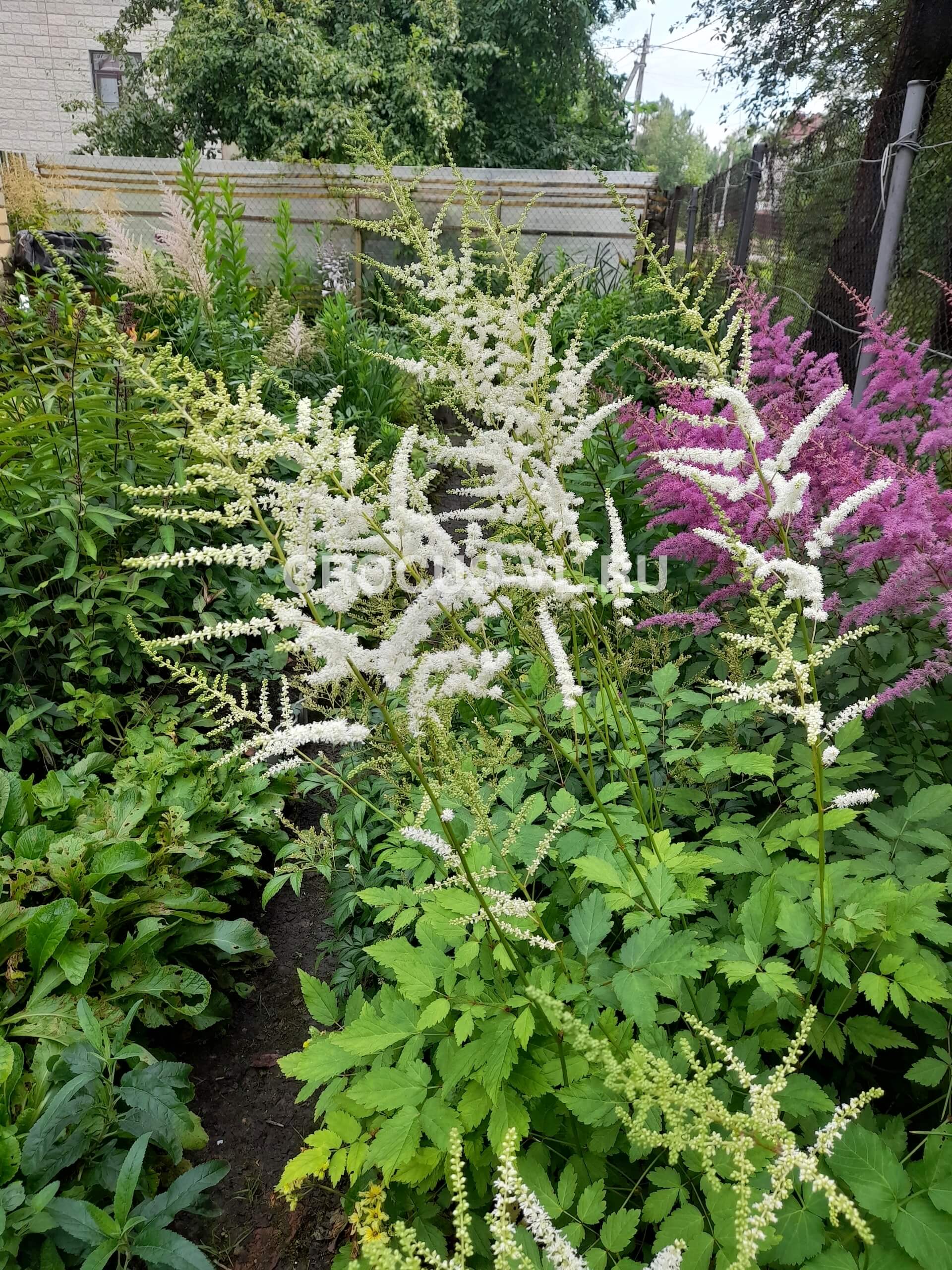 Изображение товара: Астильба японская «Avalanche»