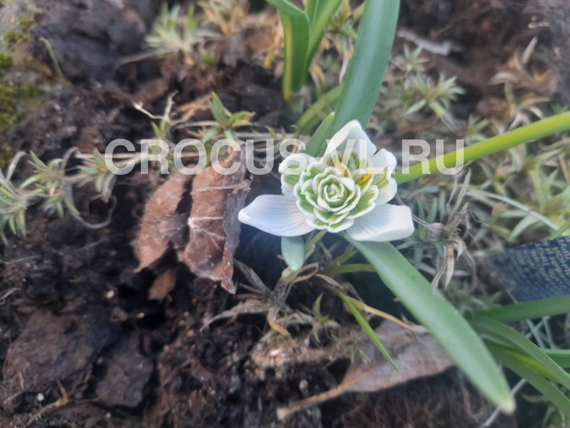 Изображение товара: Галантус белоснежный «Flore Pleno»