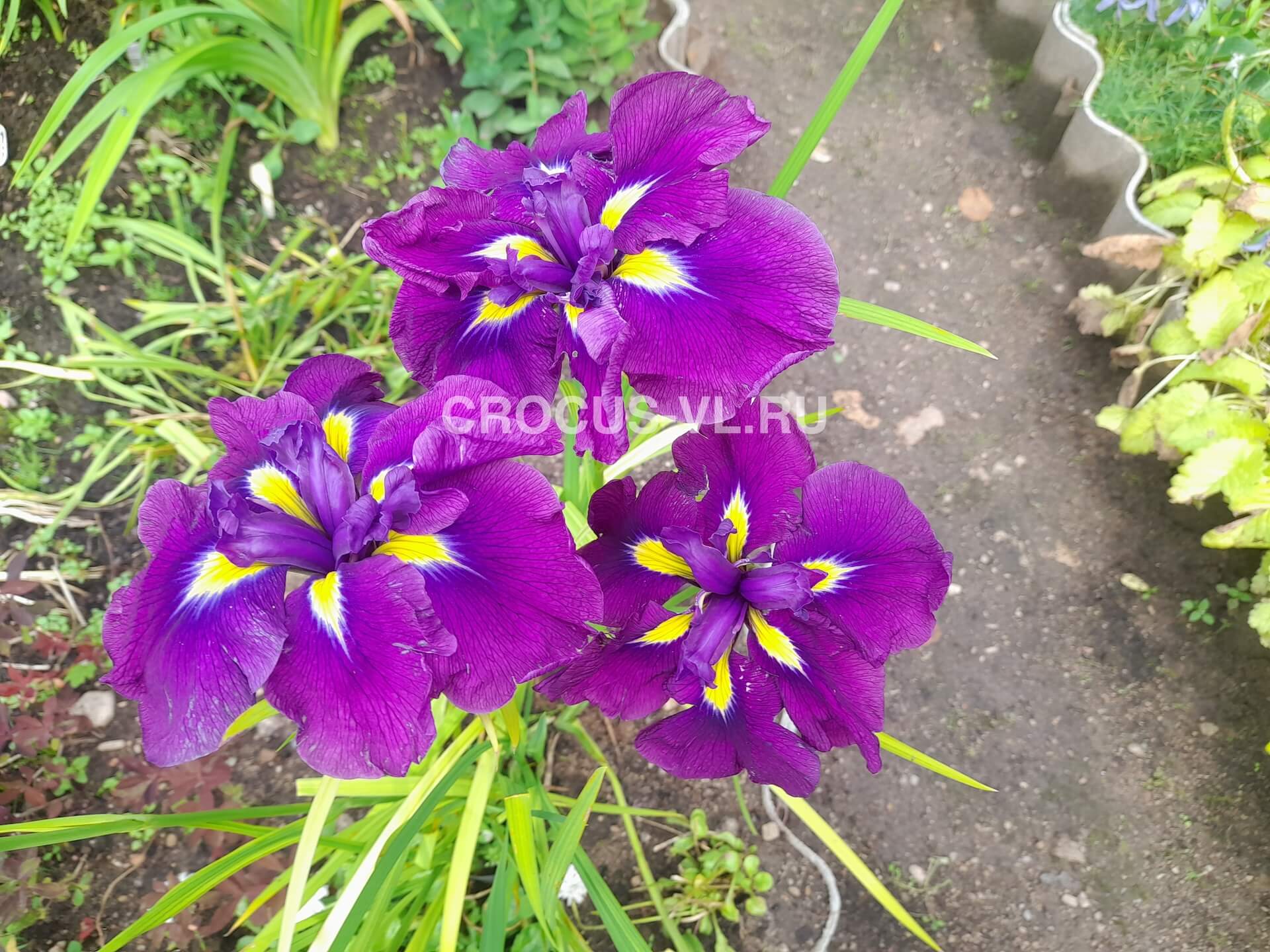 Изображение товара: Ирис мечевидный «Bureya»