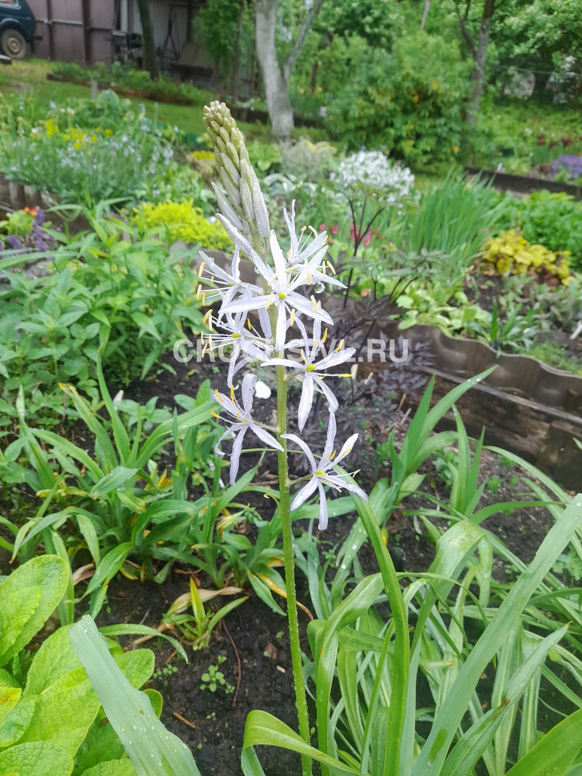 Изображение товара: Камассия Кузика