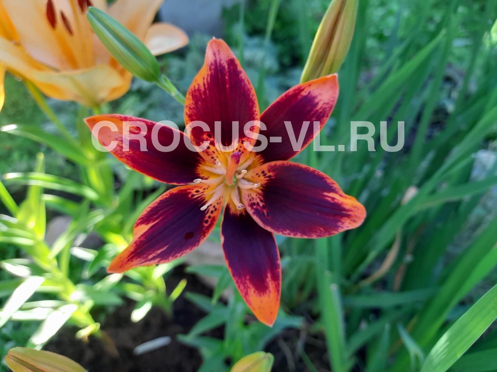 Изображение товара: Лилия азиатская Танго «Olina»