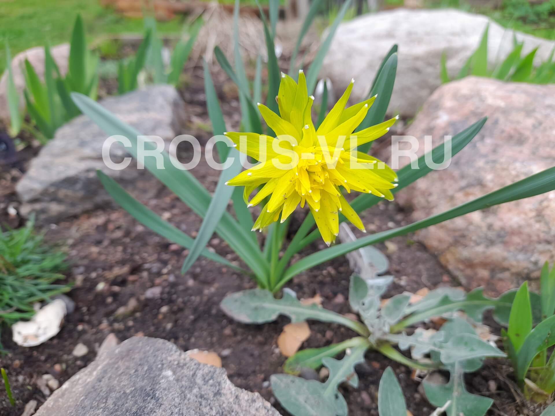 Изображение товара: Нарцисс «Rip van Winkle»