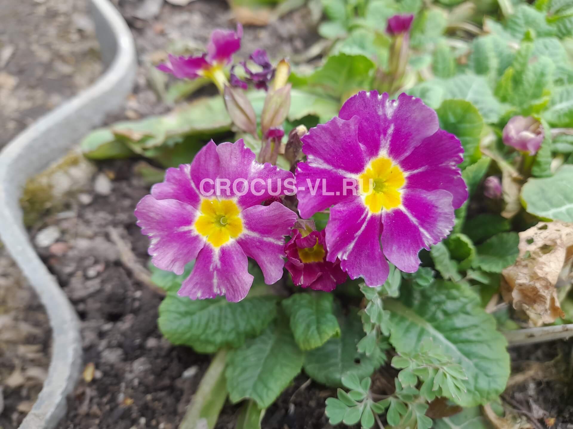 Изображение товара: Примула высокая «Лучистик»