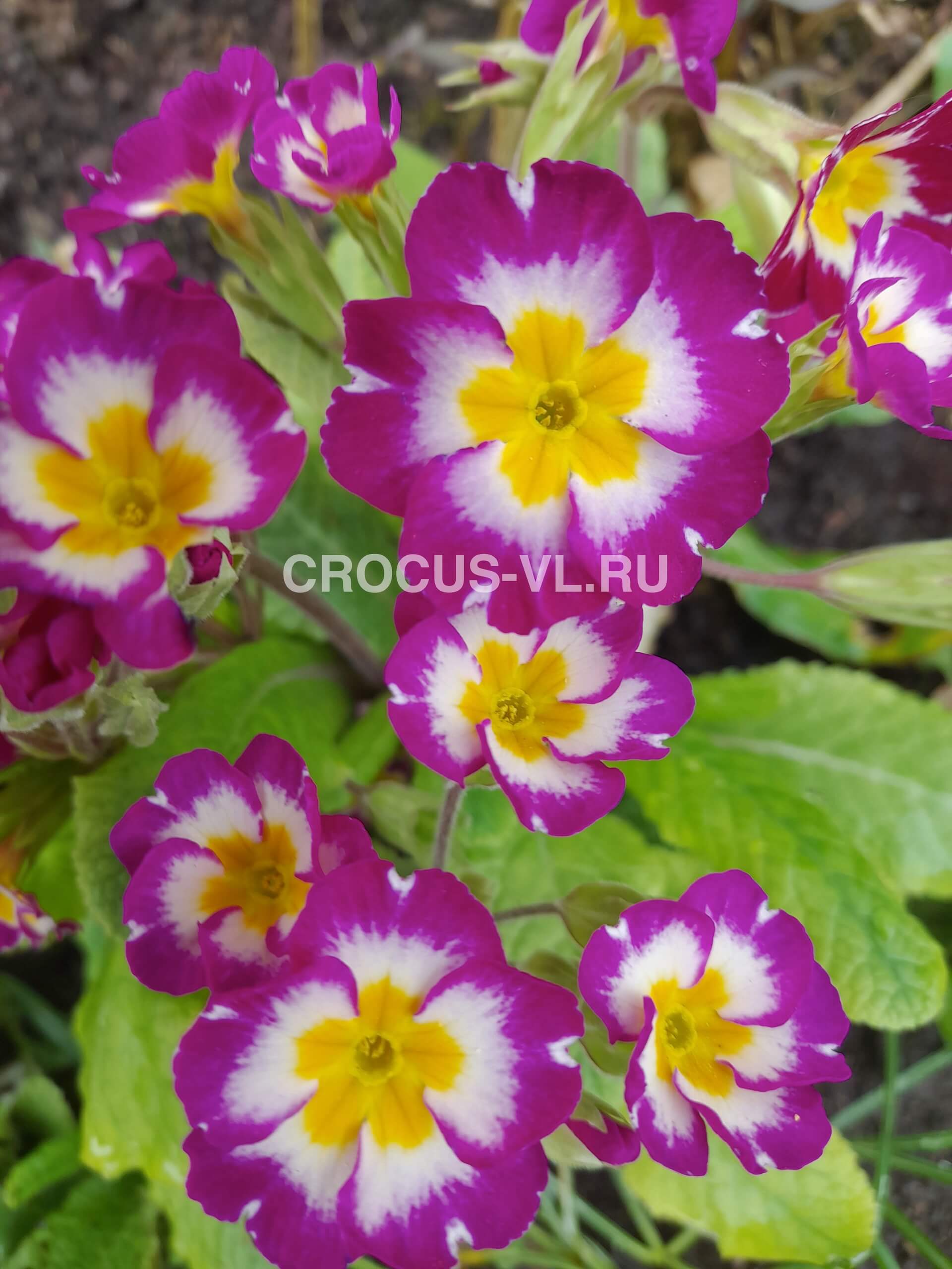 Изображение товара: Примула высокая «Стрелка»