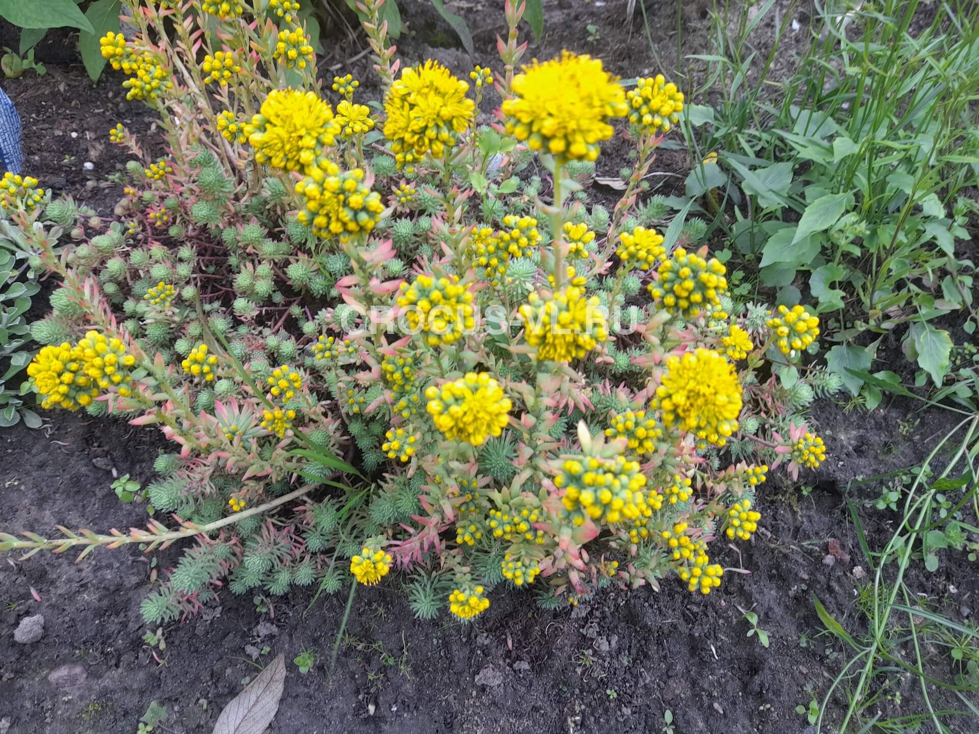 Изображение товара: Седум круглый