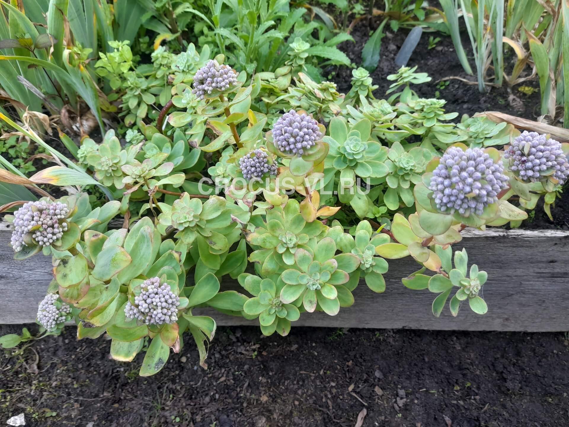 Изображение товара: Седум Anacampseros