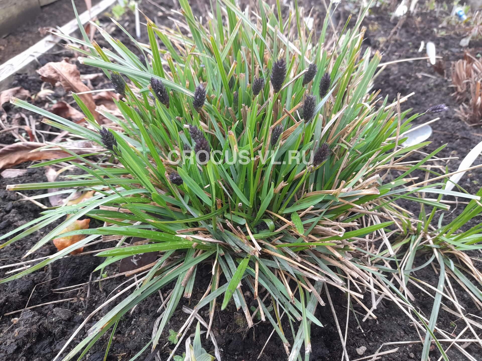 Изображение товара: Сеслерия черноцветковая