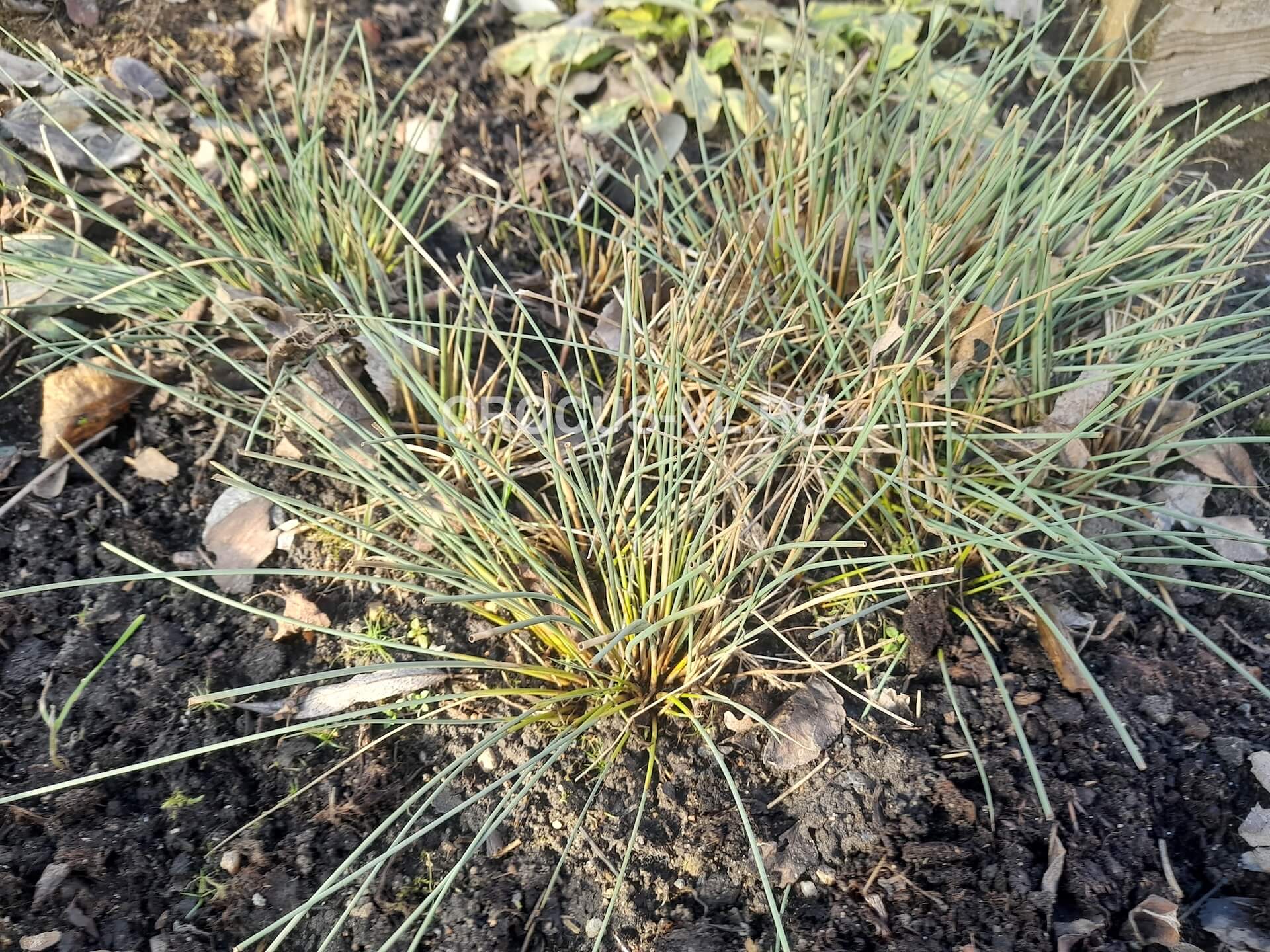 Изображение товара: Ситник развесистый «Pencil Grass»