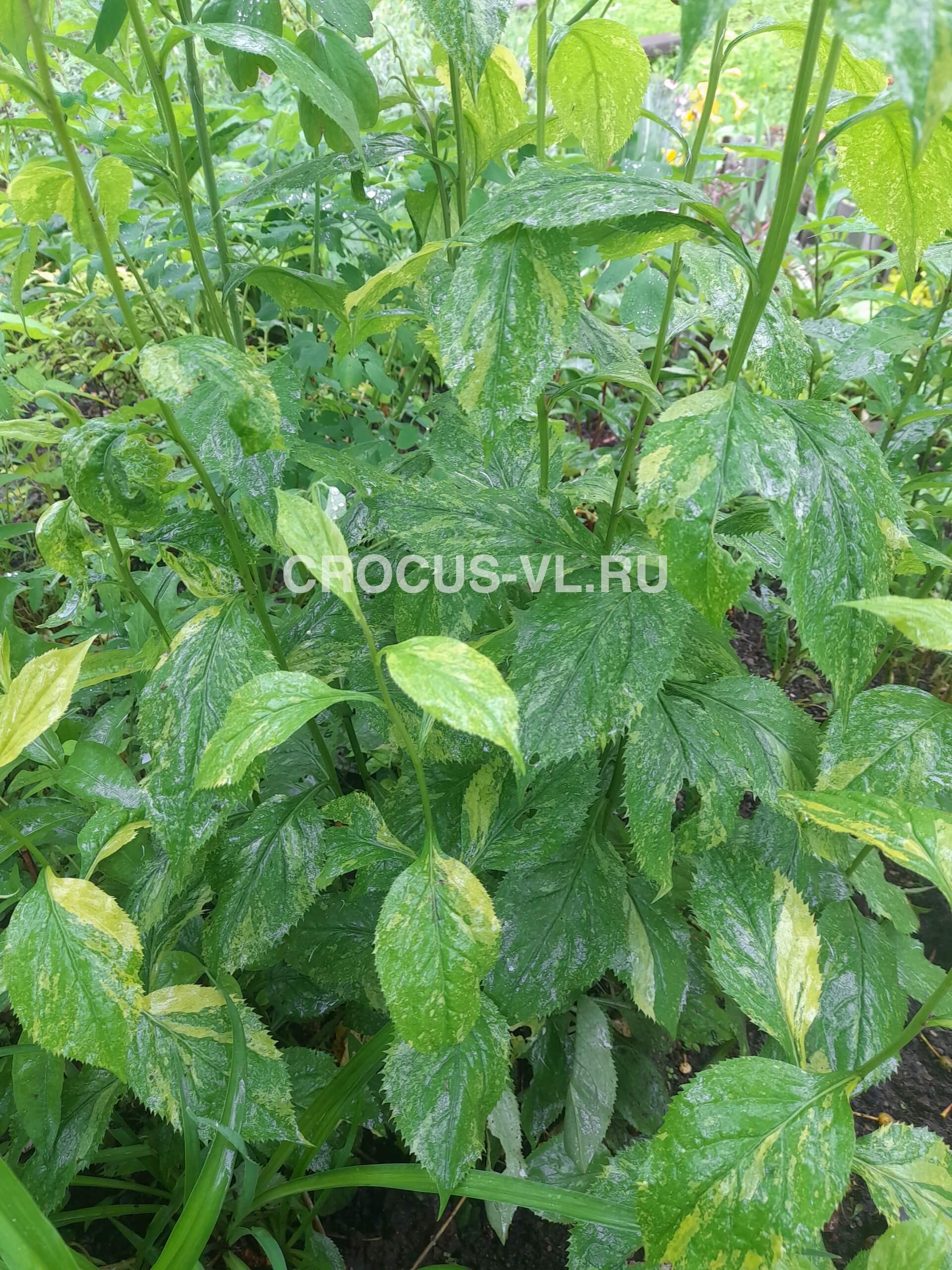 Изображение товара: Солидаго извилистостебельный «Variegata»