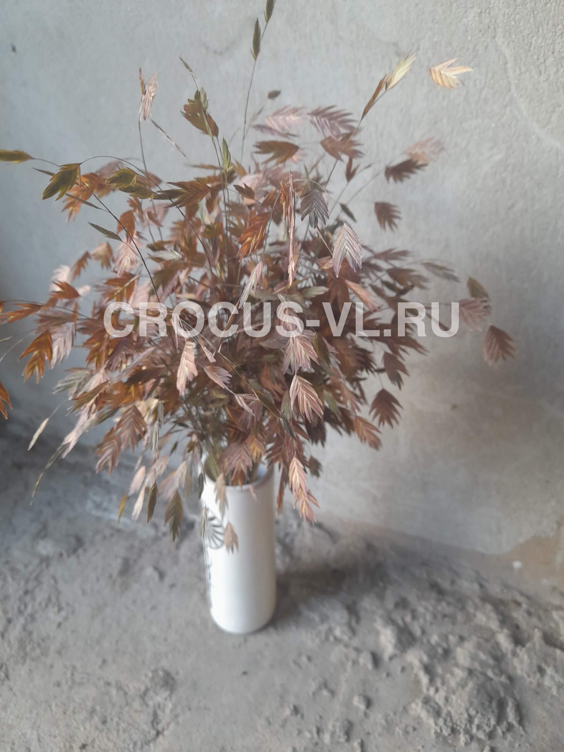 Изображение товара: Хасмантиум широколистный