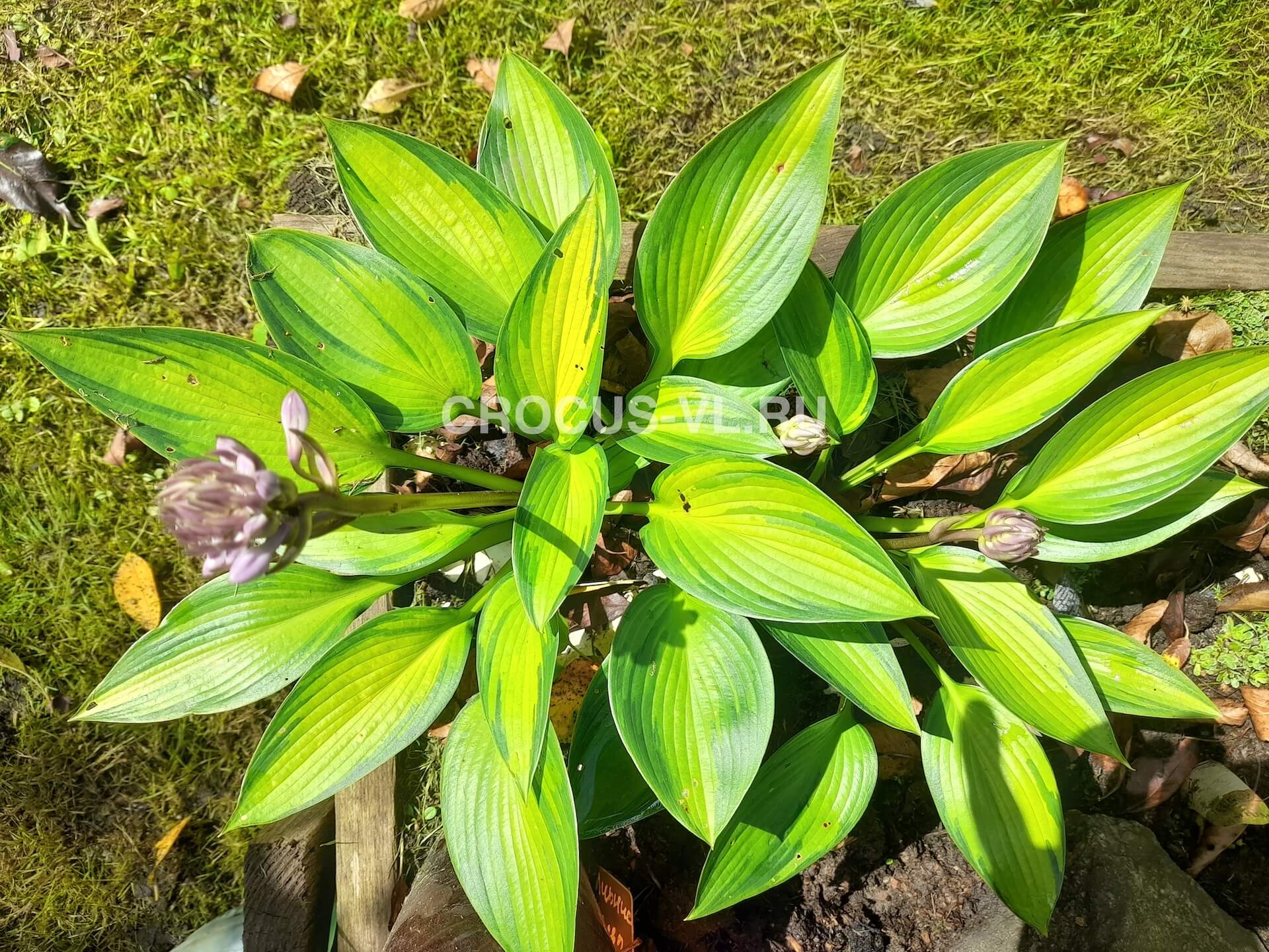 Изображение товара: Хоста гибридная «Ayesha»