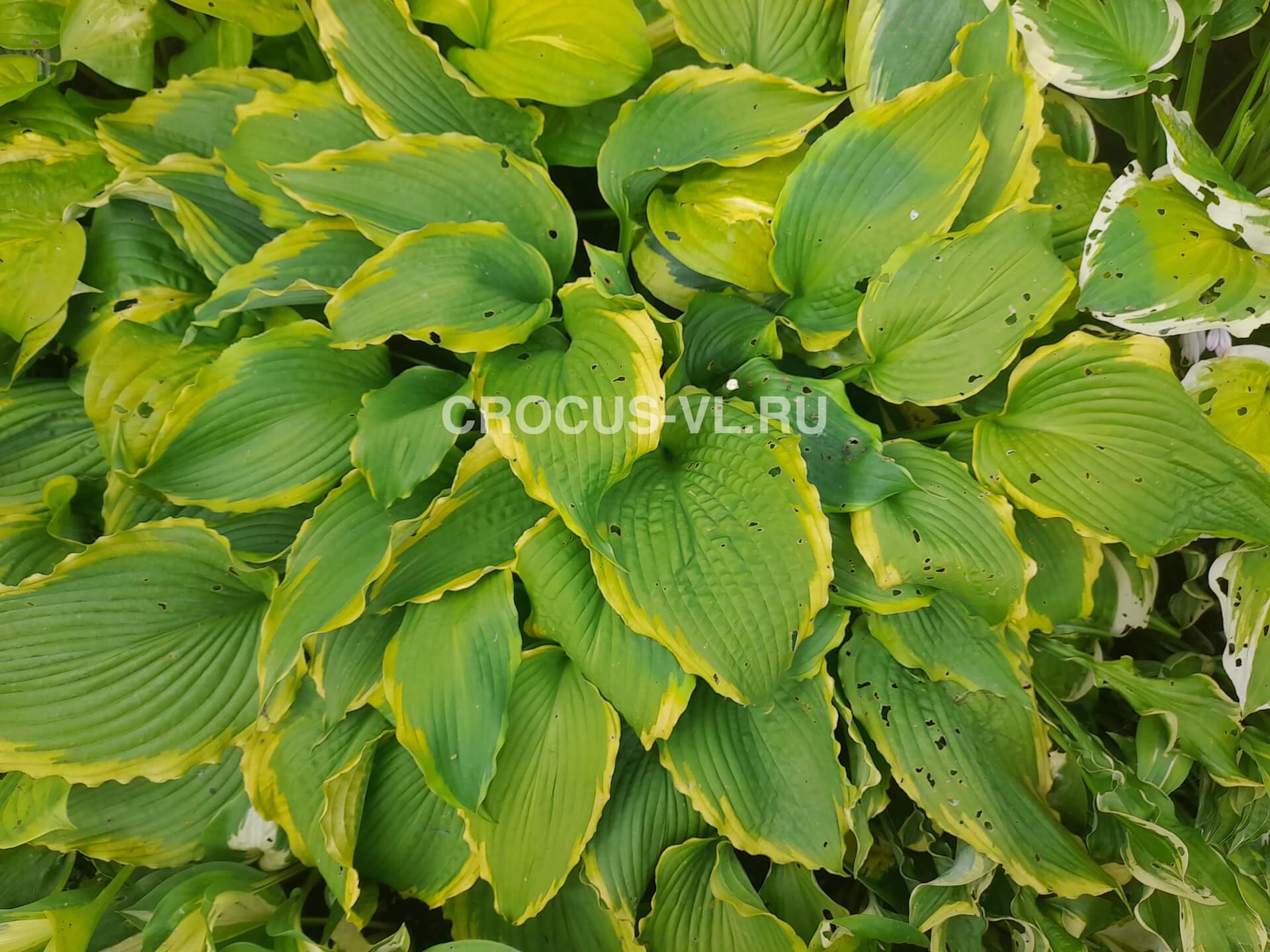 Изображение товара: Хоста гибридная «Spartacus»