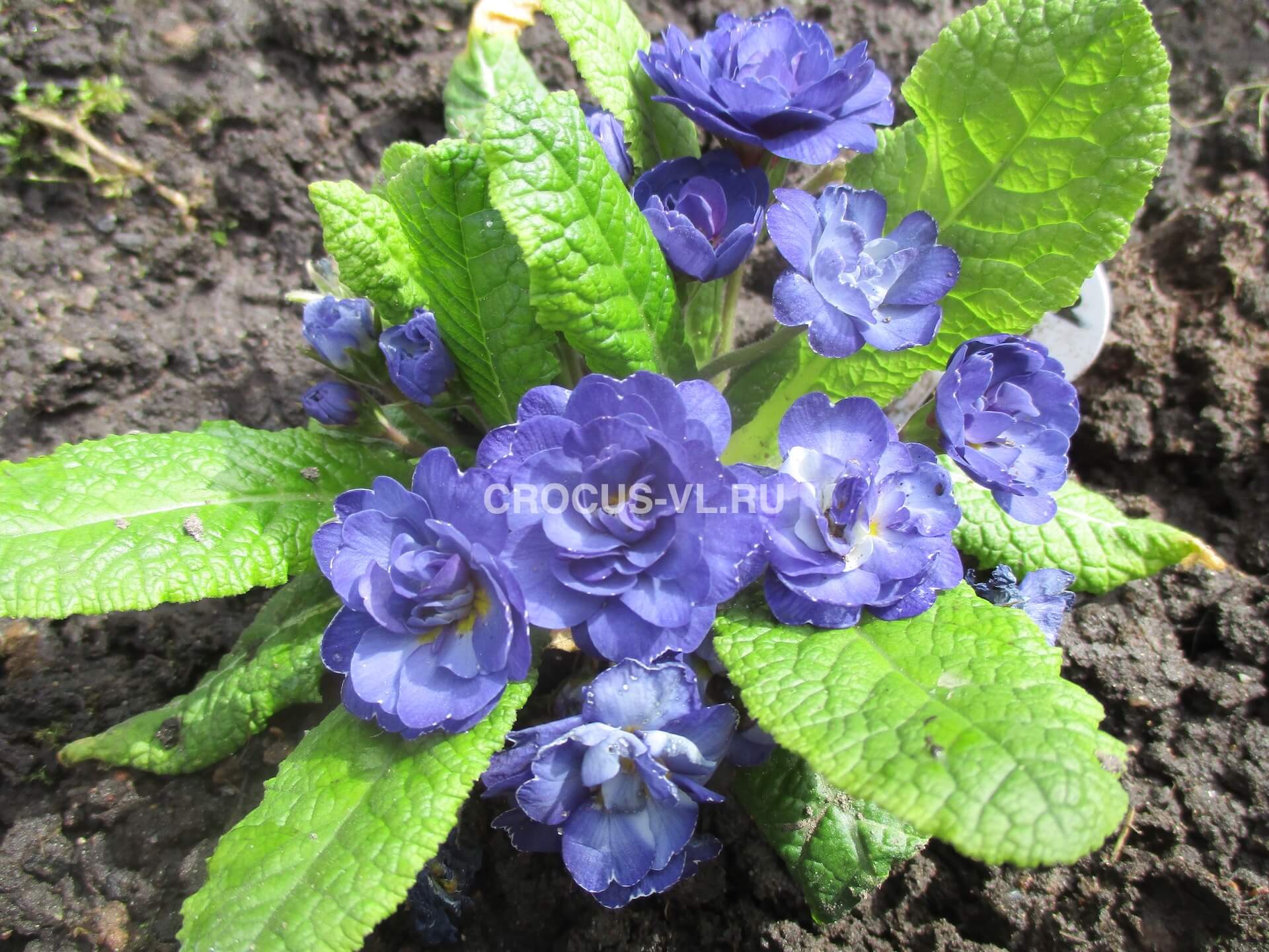 Изображение товара: Примула бесстебельная «Blue Sapphire»