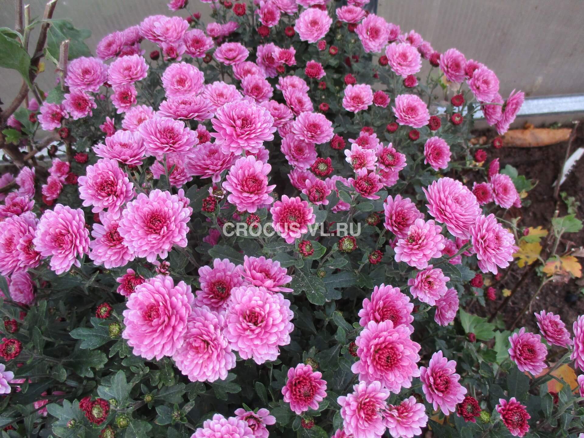 Изображение товара: Хризантема мультифлора «Lily Pink»