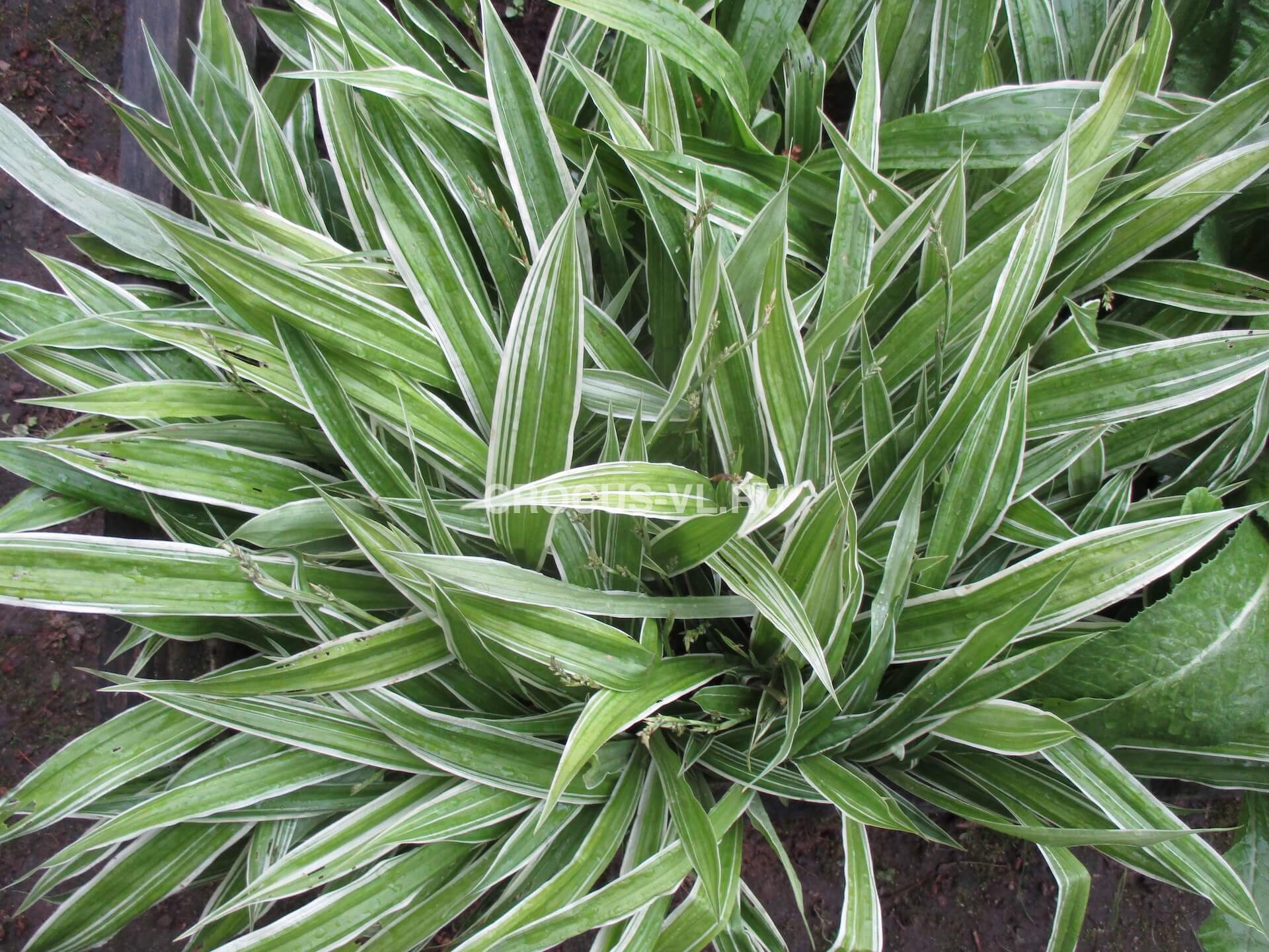 Изображение товара: Осока ржавопятнистая «Variegata»