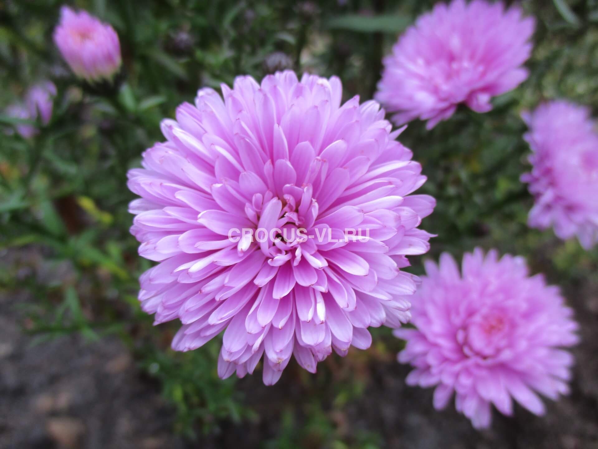 Изображение товара: Астра кустарниковая «Sea Oman Rose»