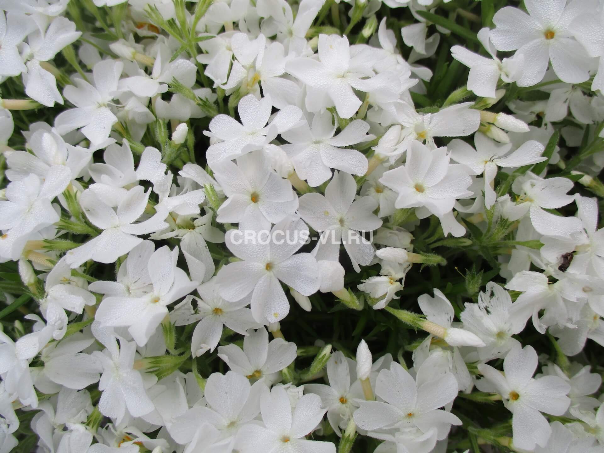 Изображение товара: Флокс шиловидный «White Delight»
