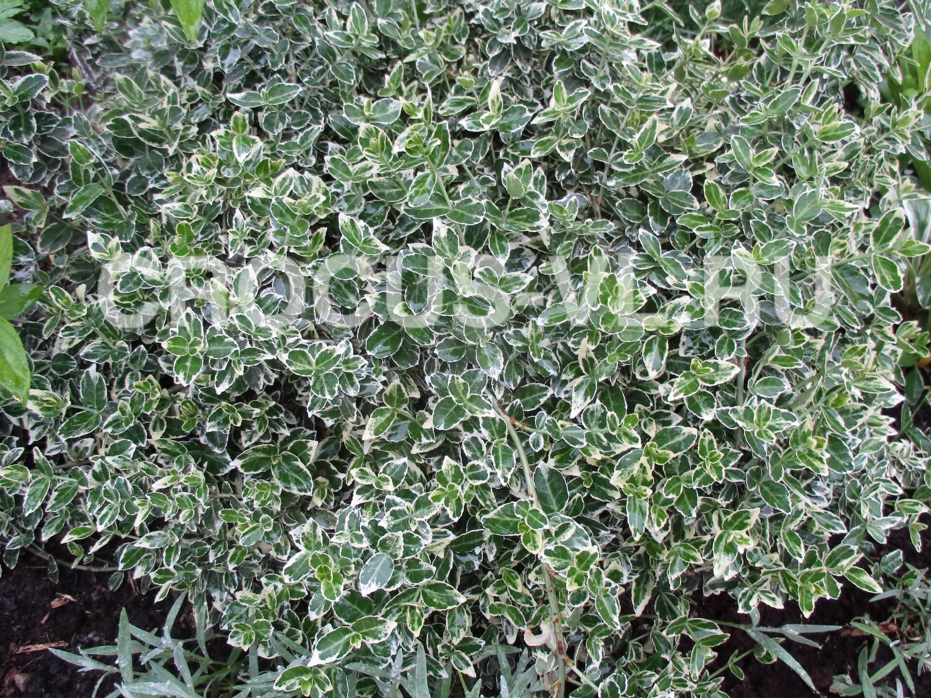 Изображение товара: Бересклет Форчуна «Argenteo-Variegata»