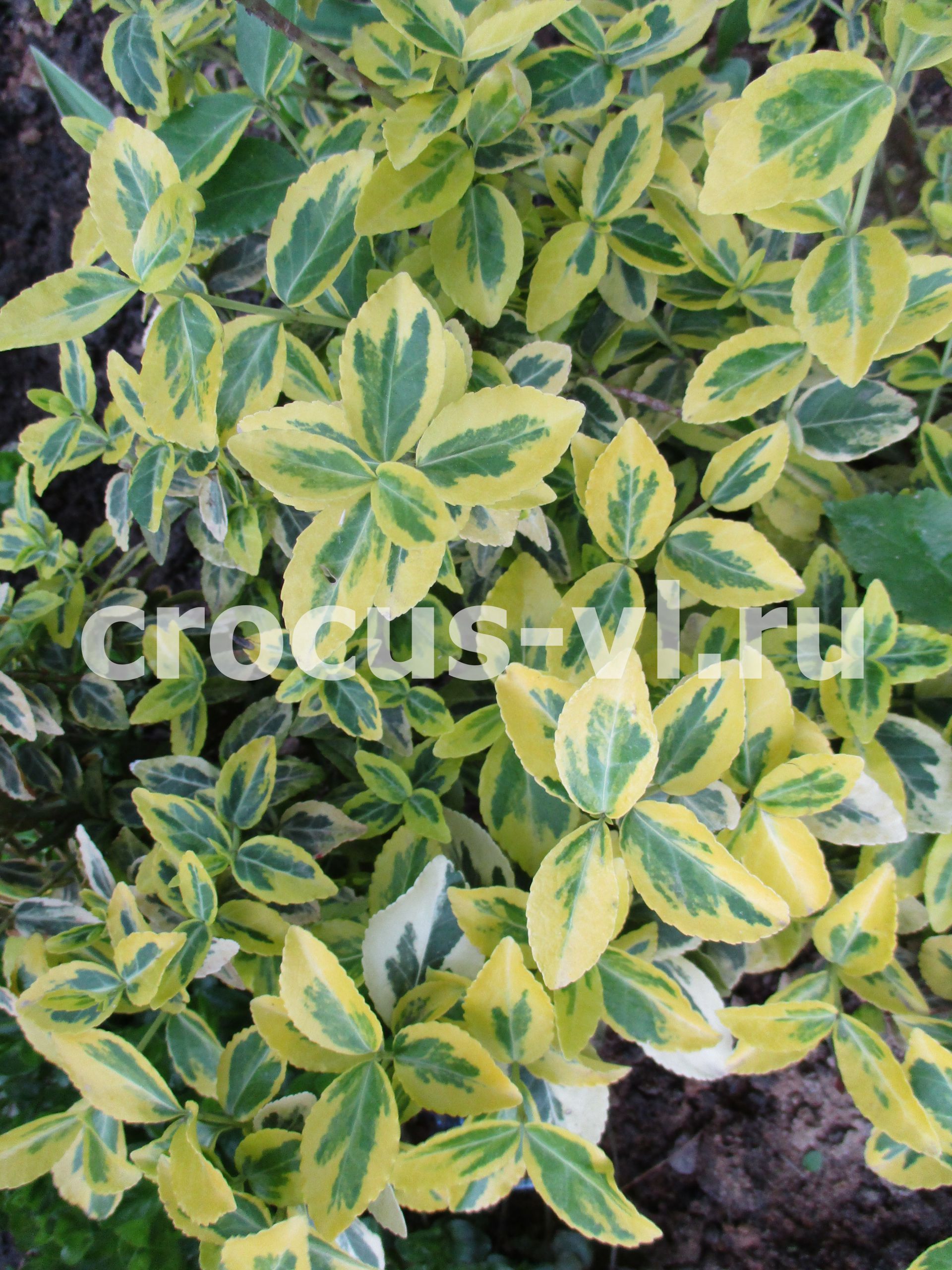 Изображение товара: Бересклет Форчуна «Emerald Gold»
