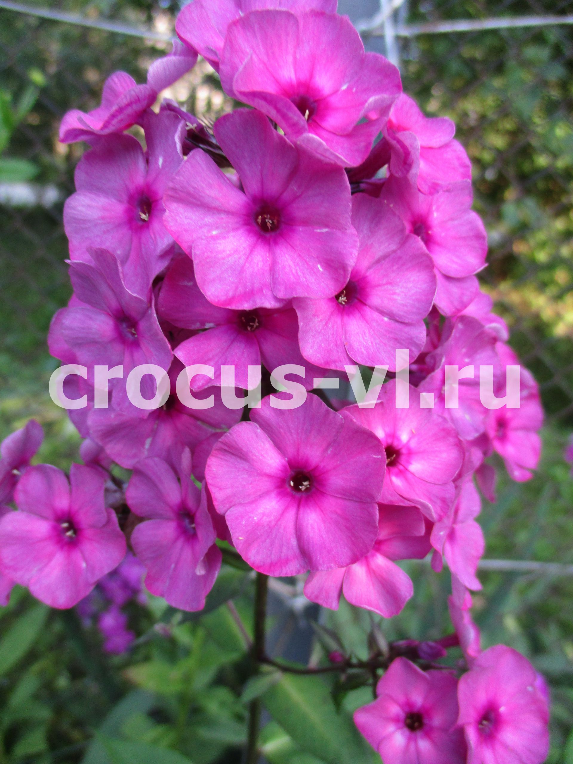 Изображение товара: Флокс метельчатый «Classic Cassis»