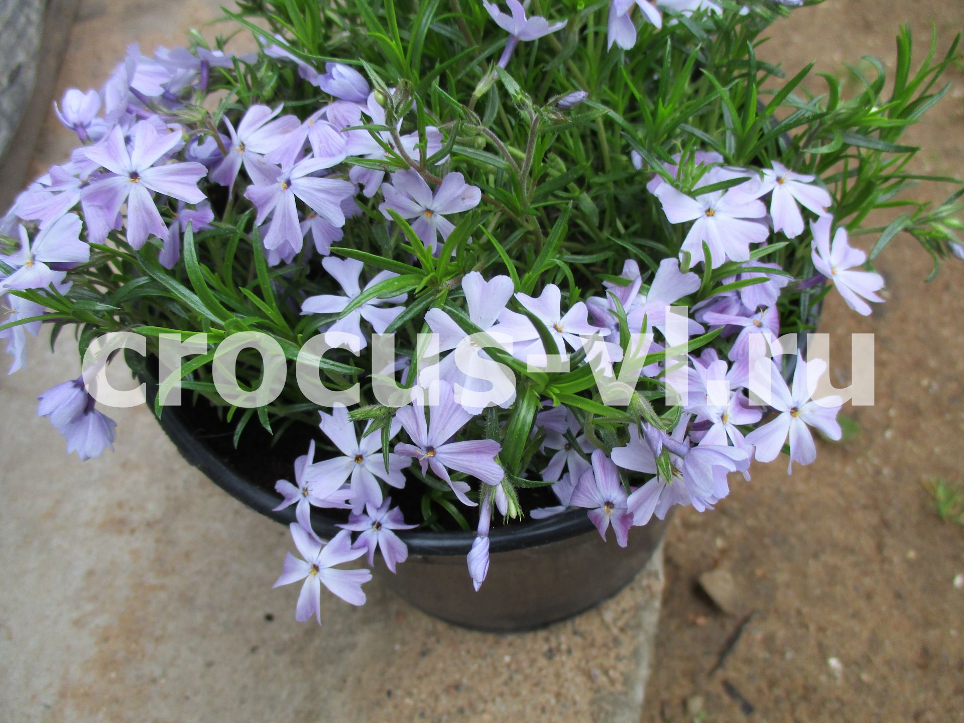 Изображение товара: Флокс шиловидный «Emerald Cushion Blue»