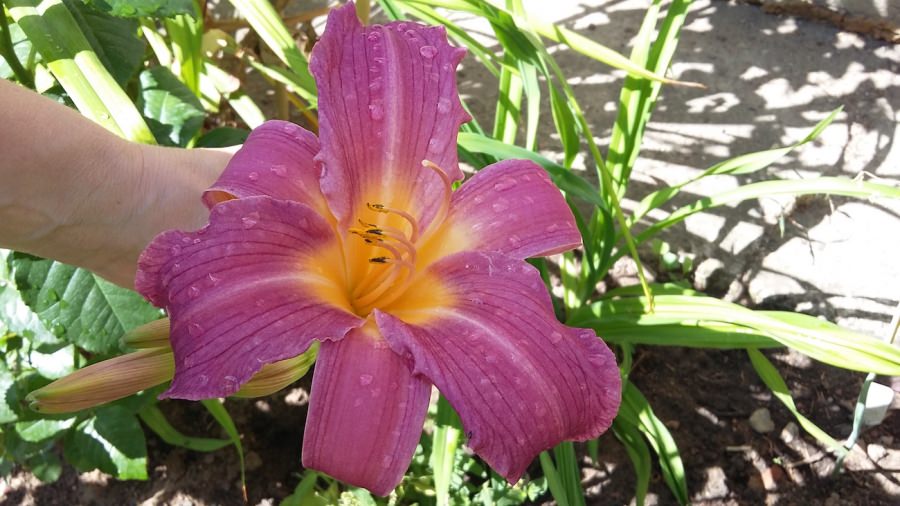 Изображение товара: Лилейник «Stella in Purple»
