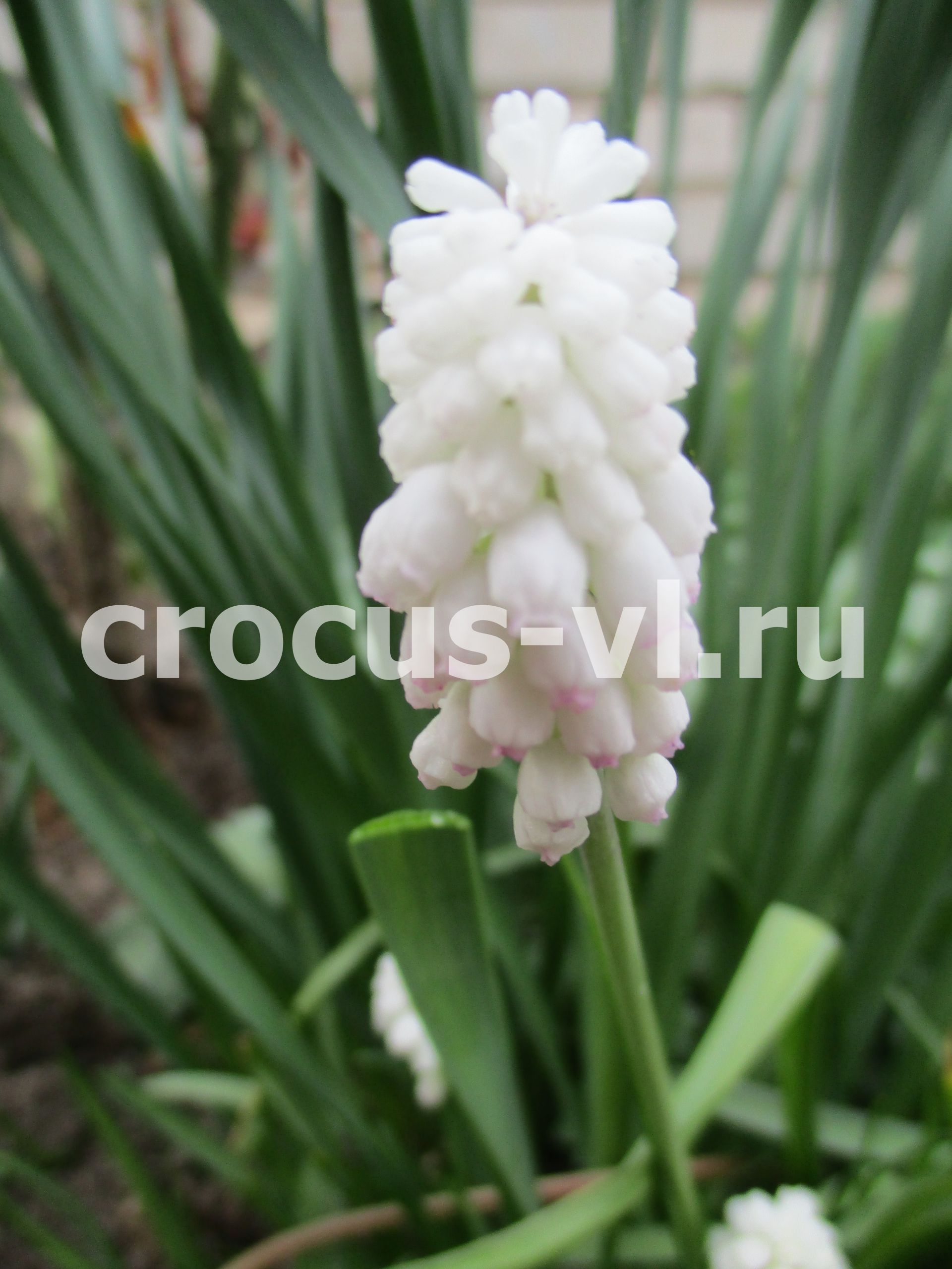 Изображение товара: Мускари «White Magic»