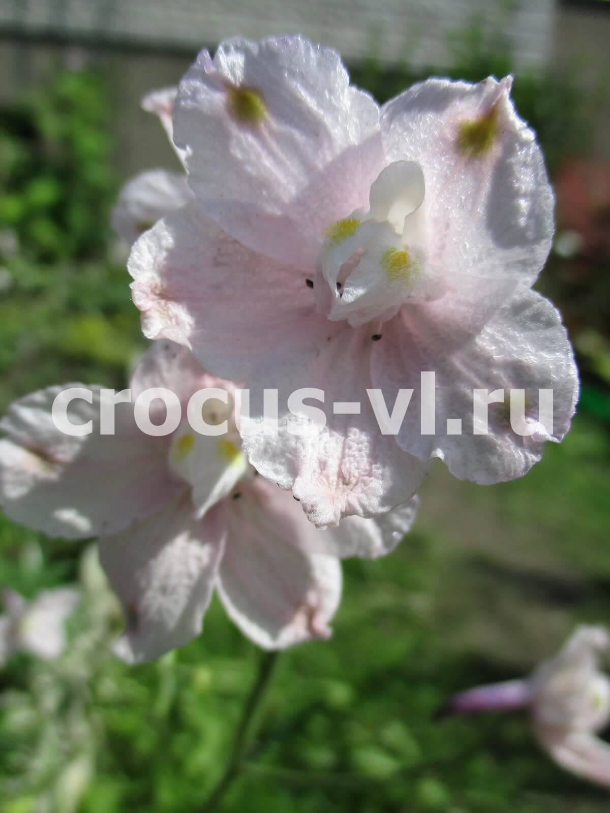 Изображение товара: Дельфиниум крупноцветковый «Rose Butterfly»