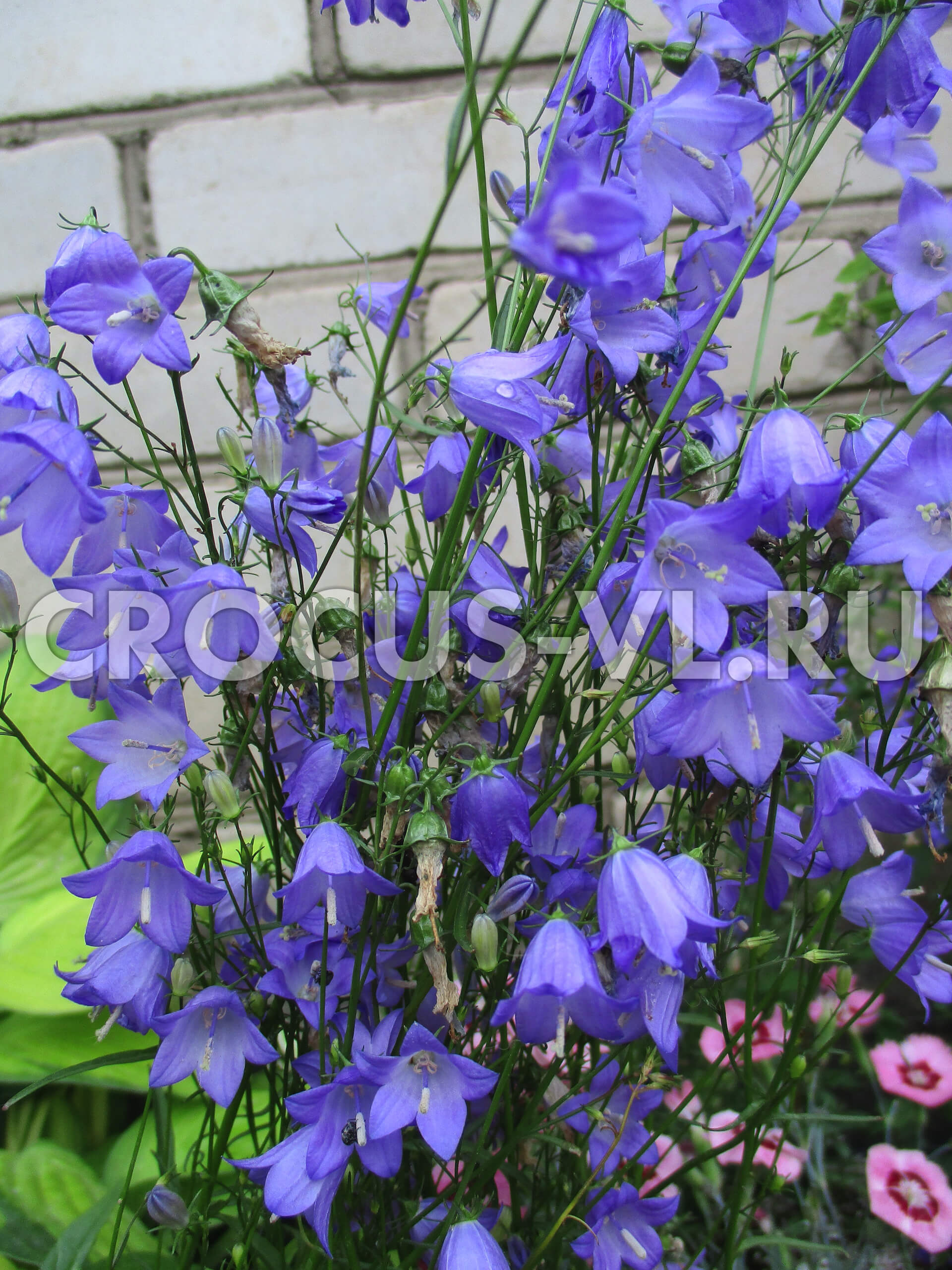 Изображение товара: Колокольчик круглолистный «Lavender»