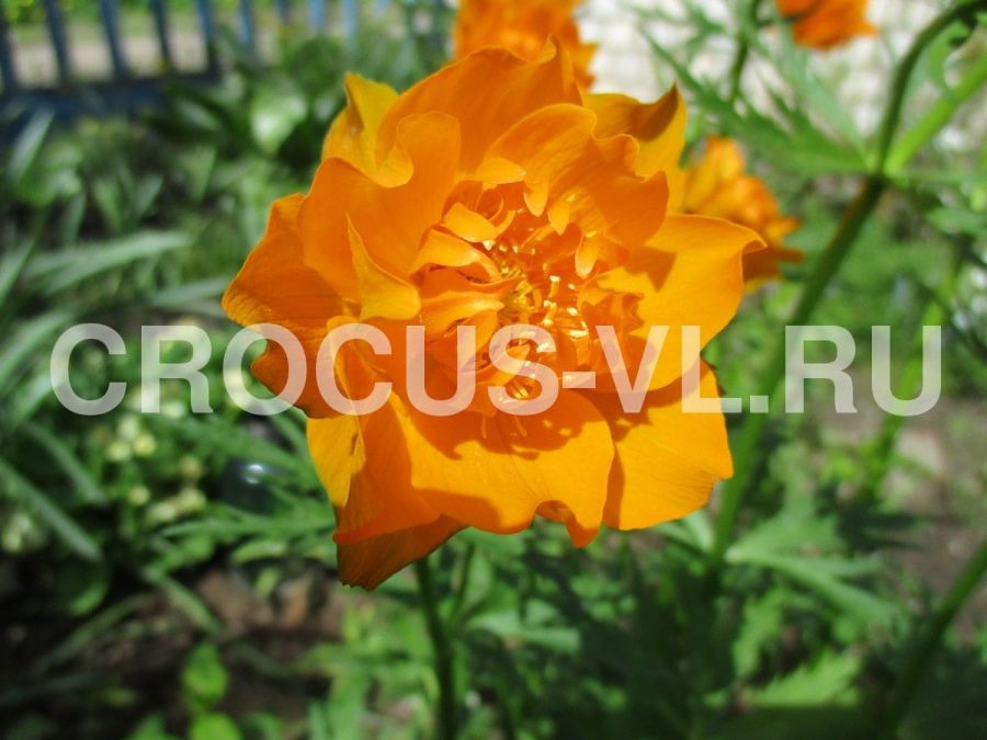 Изображение товара: Купальница культурная «Orange Princess»