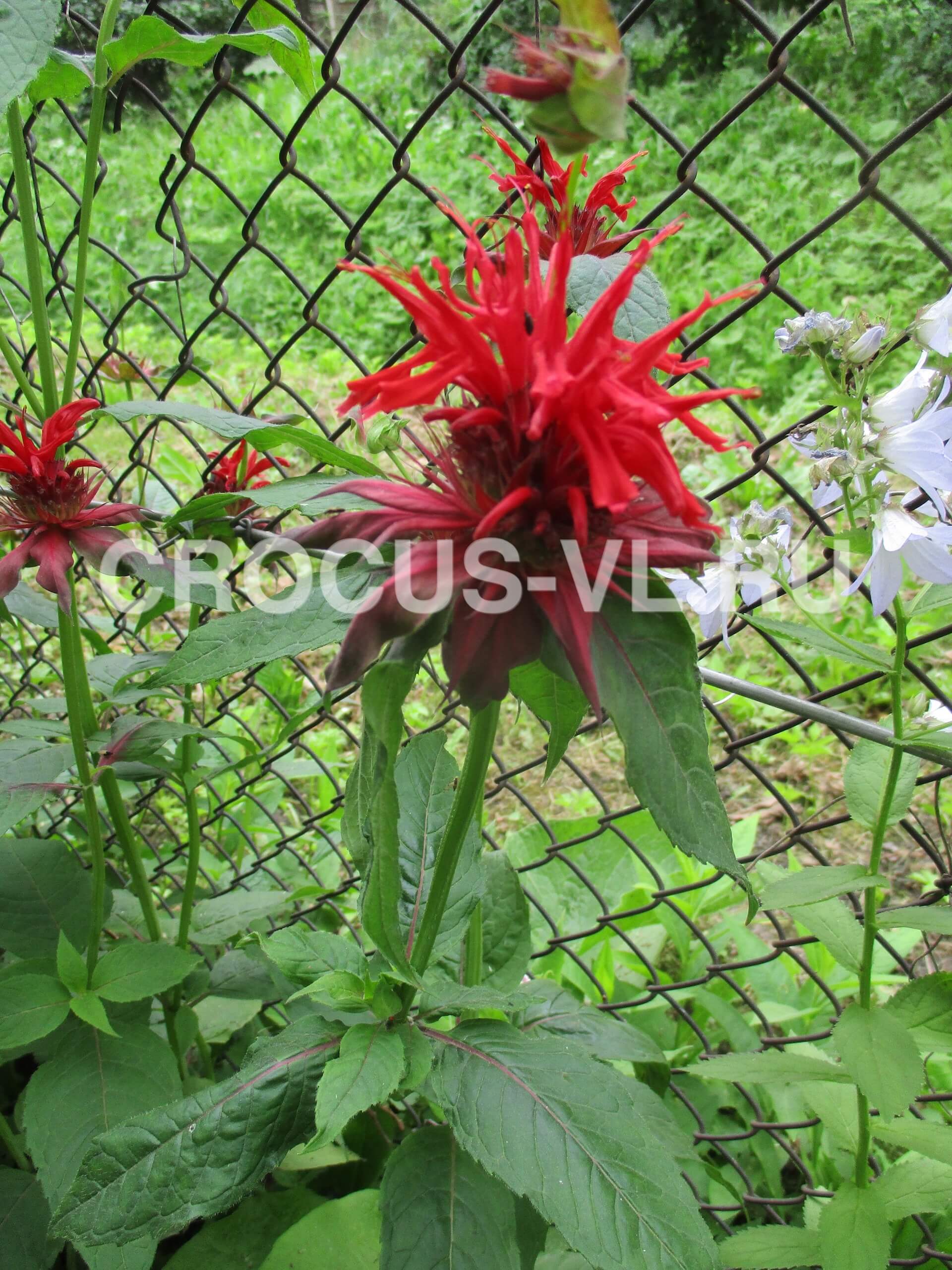 Изображение товара: Монарда гибридная «Gardenview Scarlet»